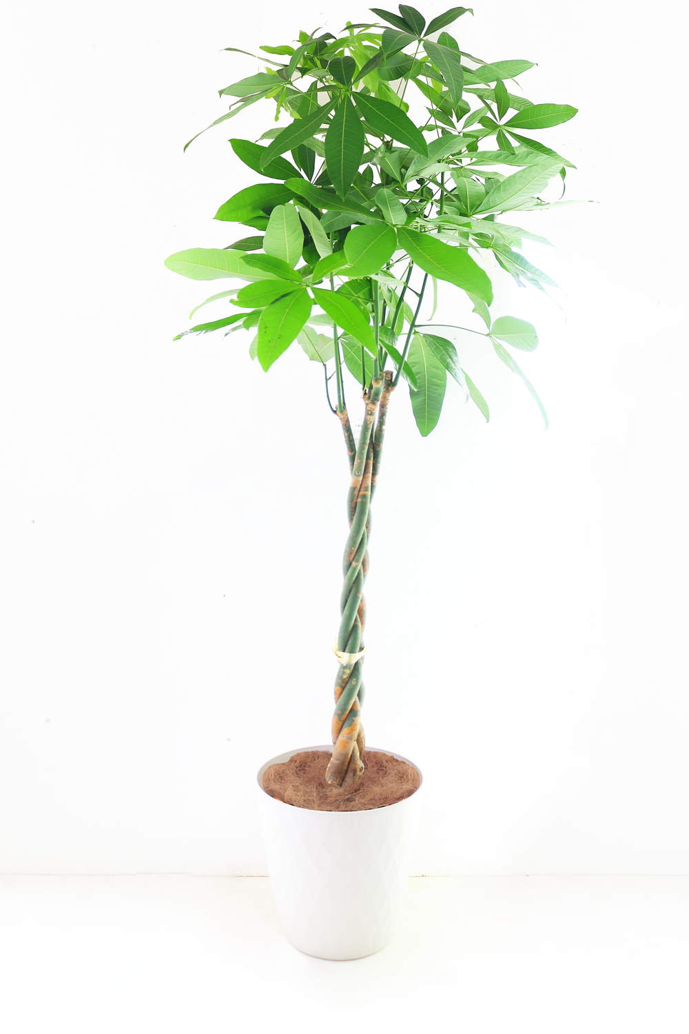 観葉植物 「パキラ」編み込み お祝い 開業祝い 開店祝い 移転祝い 引越祝い 10号 尺鉢 大きいサイズ LLサイズ 23,000円(税別)