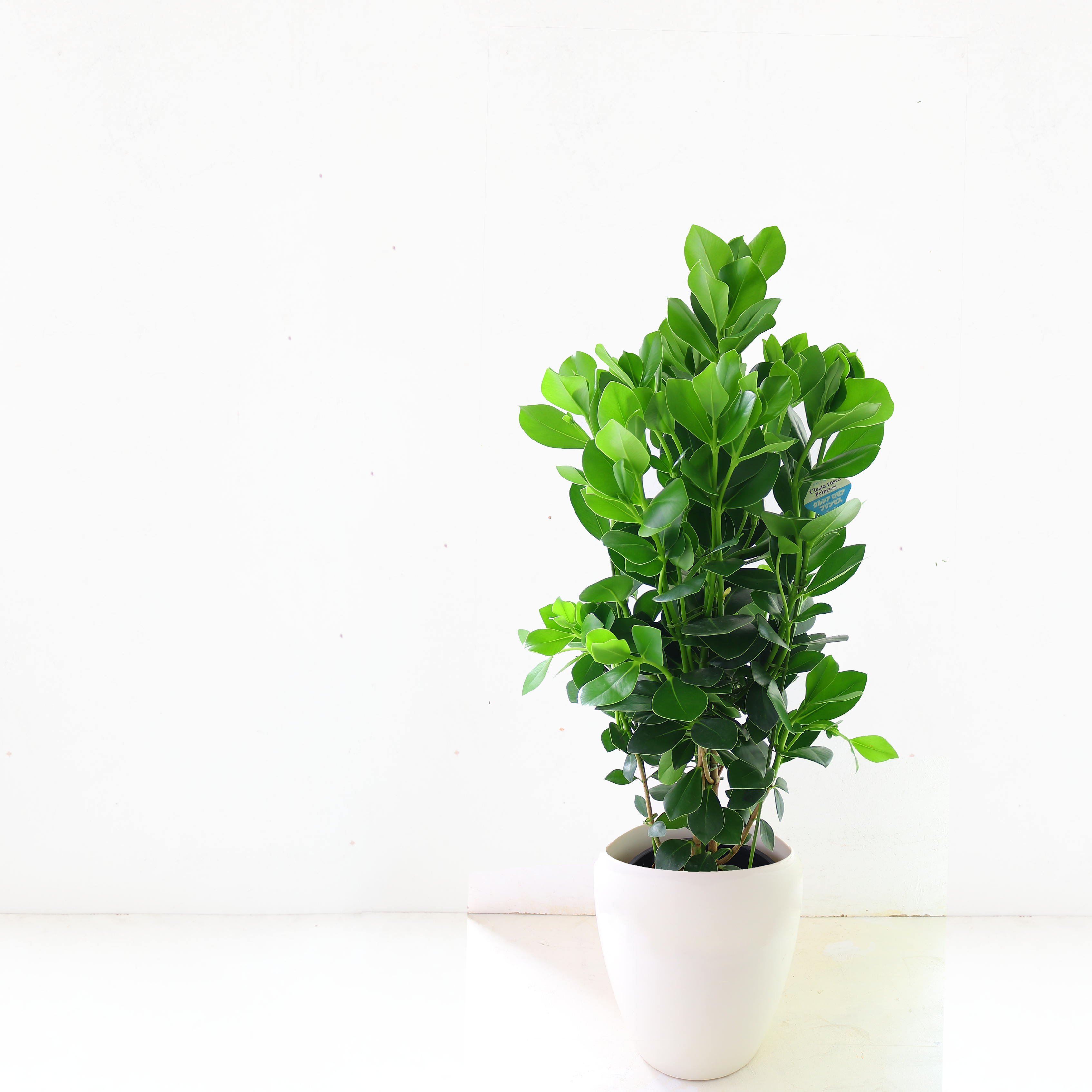 観葉植物 「クルシア・ロゼア・プリンセス」 お祝い 開業祝い 開店祝い 移転祝い 引越祝い 8号 大きいサイズ Lサイズ 12000円(税別)