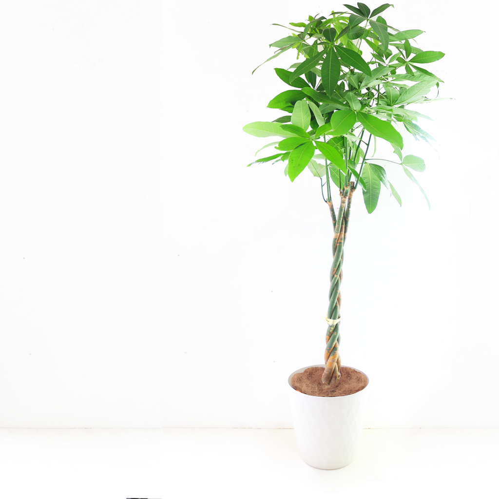 観葉植物 「パキラ」編み込み お祝い 開業祝い 開店祝い 移転祝い 引越祝い 10号 尺鉢 大きいサイズ LLサイズ 23,000円(税別)