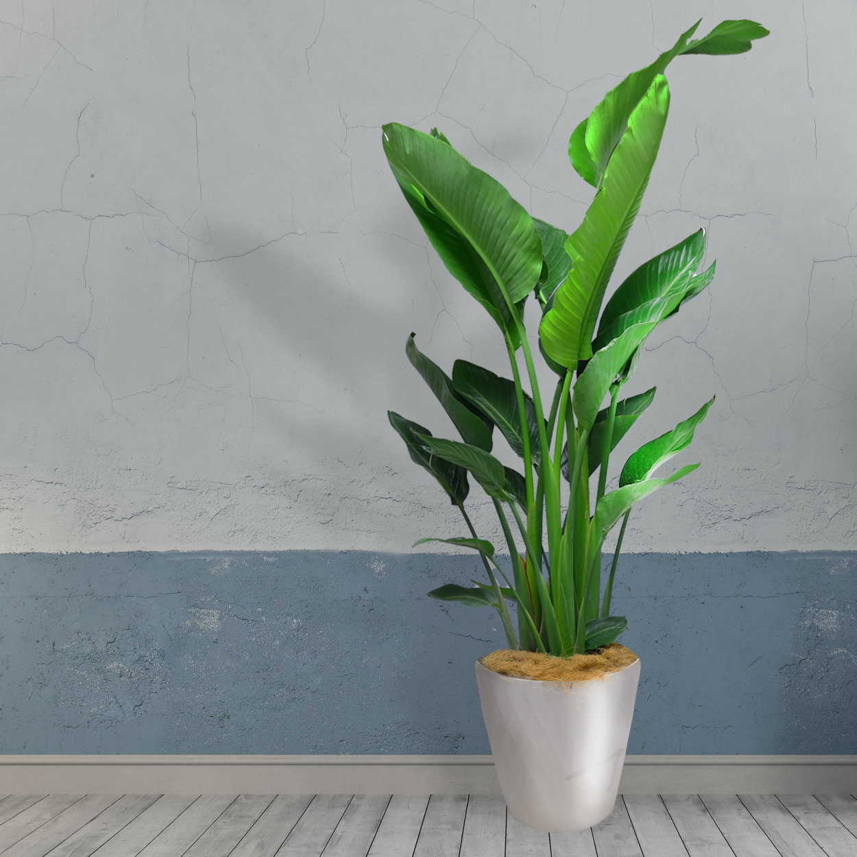 観葉植物「ストレリチア・オーガスタ」ニコライ お祝い 開業祝い 開店祝い 移転祝い 引越祝い 10号 尺鉢 大きいサイズ LLサイズ