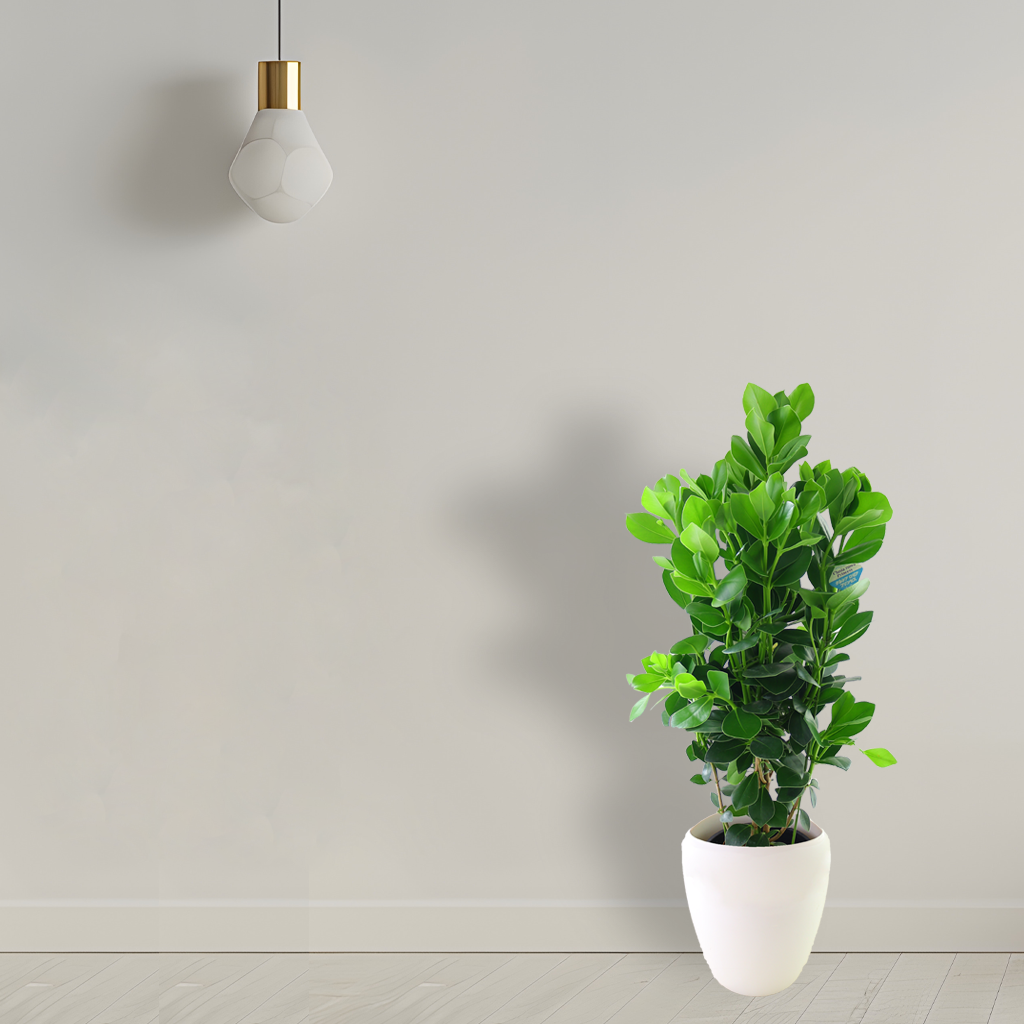 観葉植物 「クルシア・ロゼア・プリンセス」 お祝い 開業祝い 開店祝い 移転祝い 引越祝い 8号 大きいサイズ Lサイズ 12000円(税別)