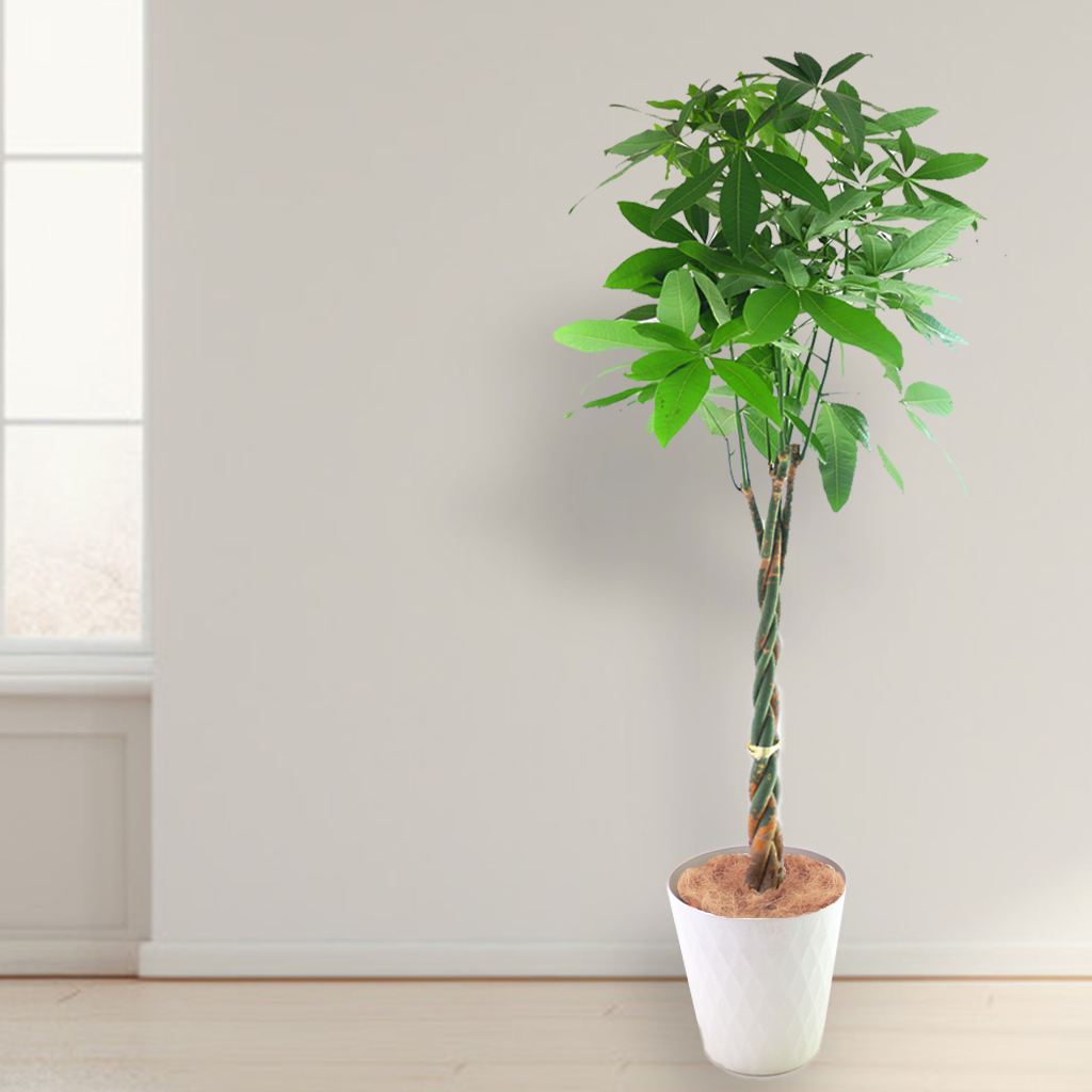 観葉植物 「パキラ」編み込み お祝い 開業祝い 開店祝い 移転祝い 引越祝い 10号 尺鉢 大きいサイズ LLサイズ 23,000円(税別)