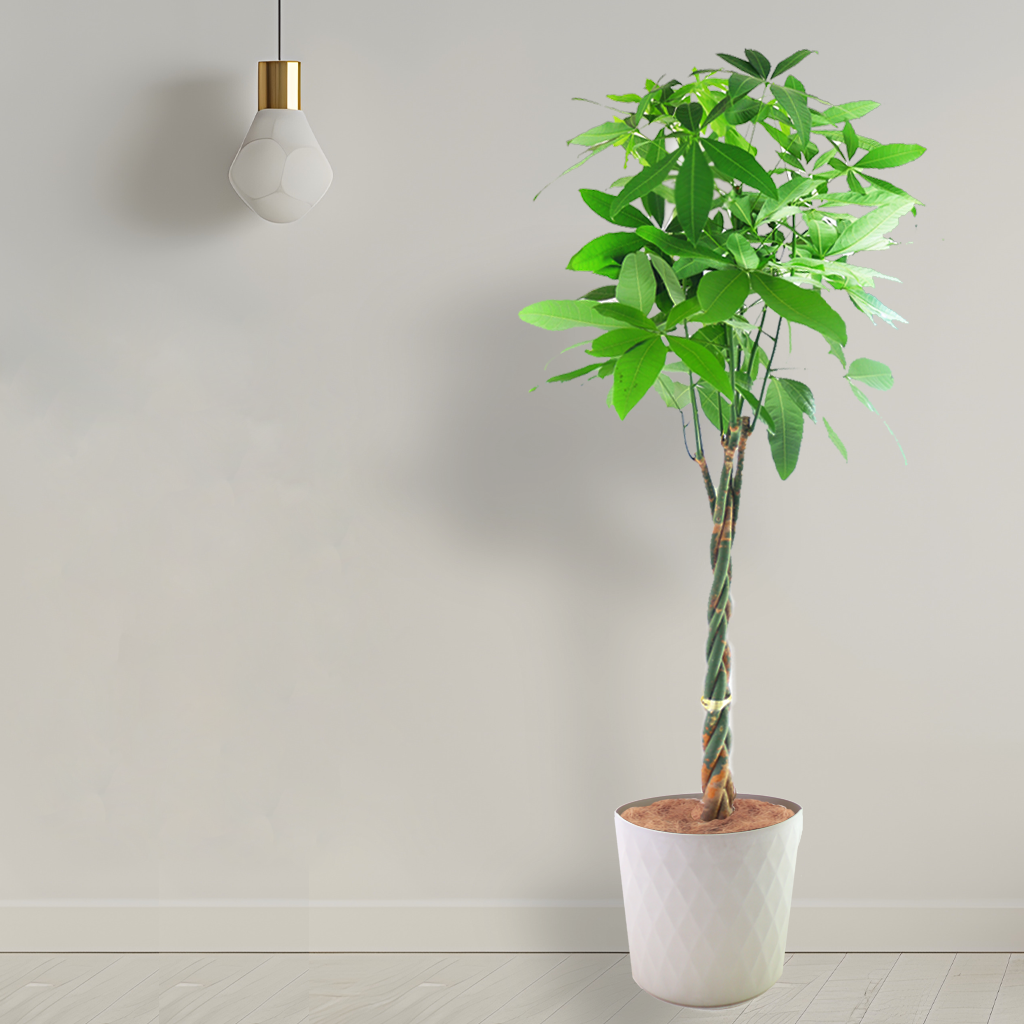 観葉植物 「パキラ」編み込み お祝い 開業祝い 開店祝い 移転祝い 引越祝い 10号 尺鉢 大きいサイズ LLサイズ 23,000円(税別)