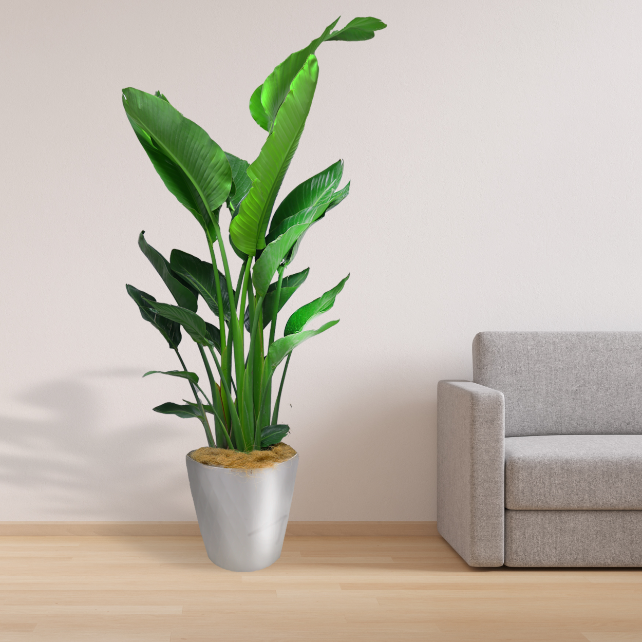 観葉植物「ストレリチア・オーガスタ」ニコライ お祝い 開業祝い 開店祝い 移転祝い 引越祝い 10号 尺鉢 大きいサイズ LLサイズ