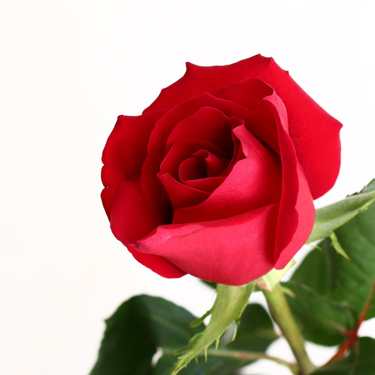 バラの花束「誓いの花束 巨大輪12本の赤バラブーケ」レッド系 ギフト プレゼント プロポーズ 2Lサイズ