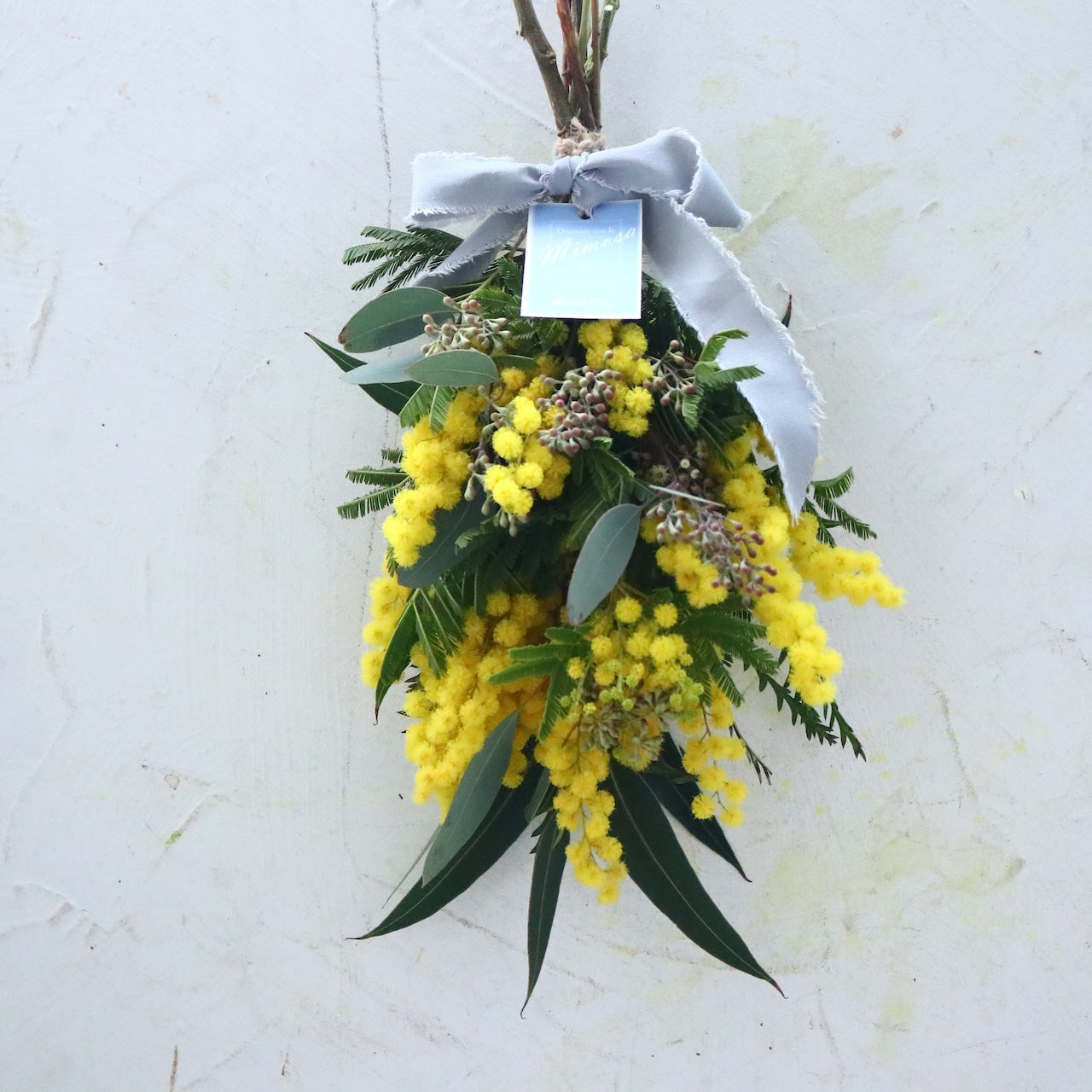 ミモザ「『花言葉は感謝』フランスミモザ・ミランドールのスワッグ S」ミモザの日 ミランドール 女性に贈る 国際女性デー 身近な女性に感謝をする日 ミモザの日を過ぎてもOK