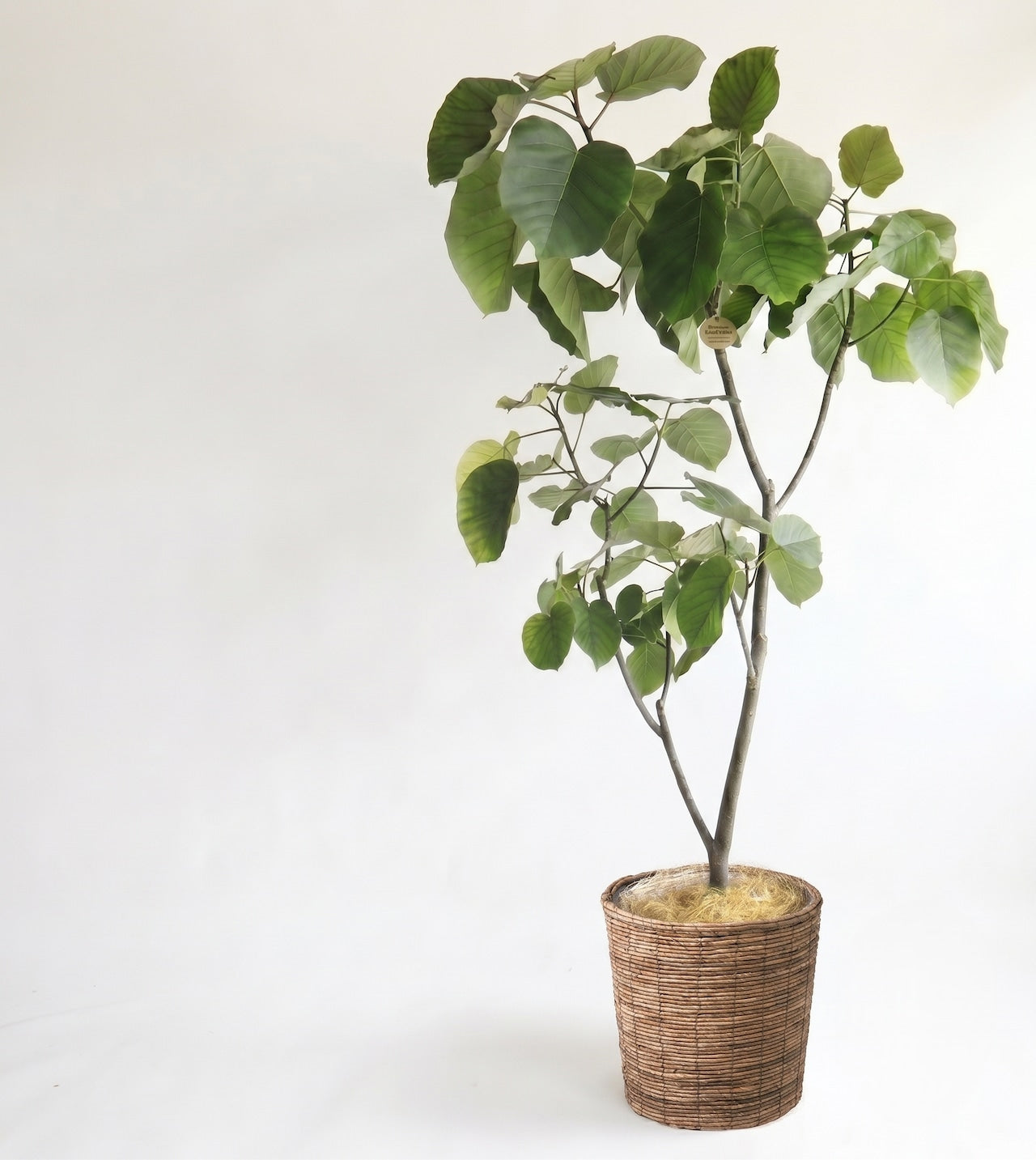 観葉植物「フィカス・ウンベラータ」 茶系バスケット鉢カバー10号 30000円(税別)お祝い 開業祝い 開店祝い 移転祝い 引越祝い 大きいサイズ LLサイズ