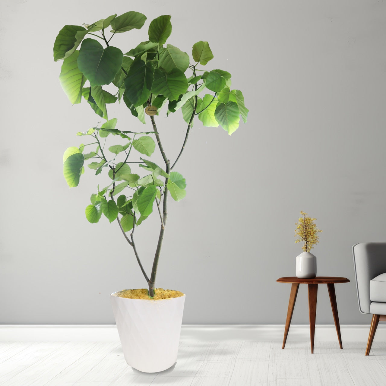 観葉植物「フィカス・ウンベラータ」 樹脂カバー10号 25,000円(税別)お祝い 開業祝い 開店祝い 移転祝い 引越祝い 大きいサイズ LLサイズ
