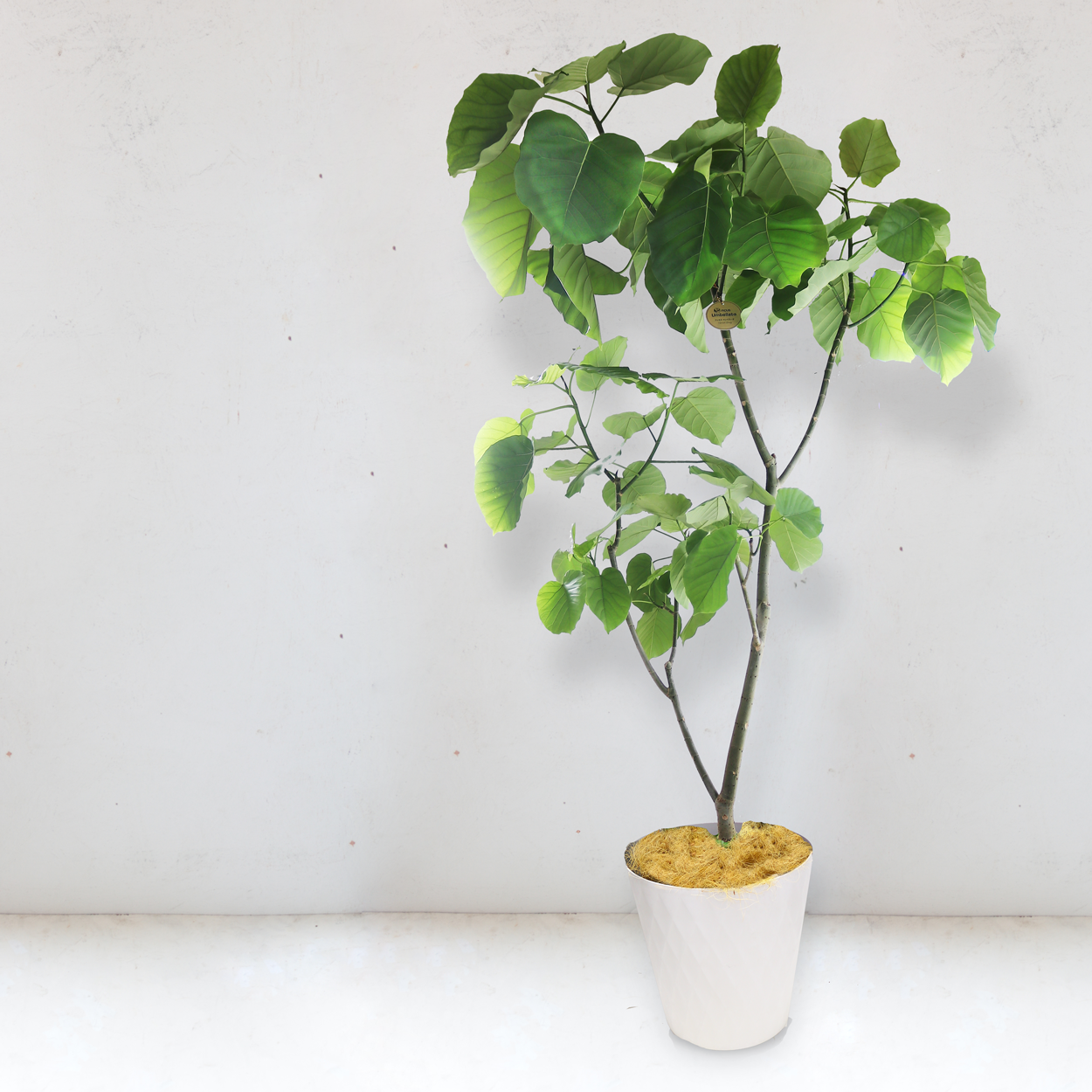 観葉植物「フィカス・ウンベラータ」 お祝い 開業祝い 開店祝い 移転祝い 引越祝い 10号 尺鉢 大きいサイズ LLサイズ