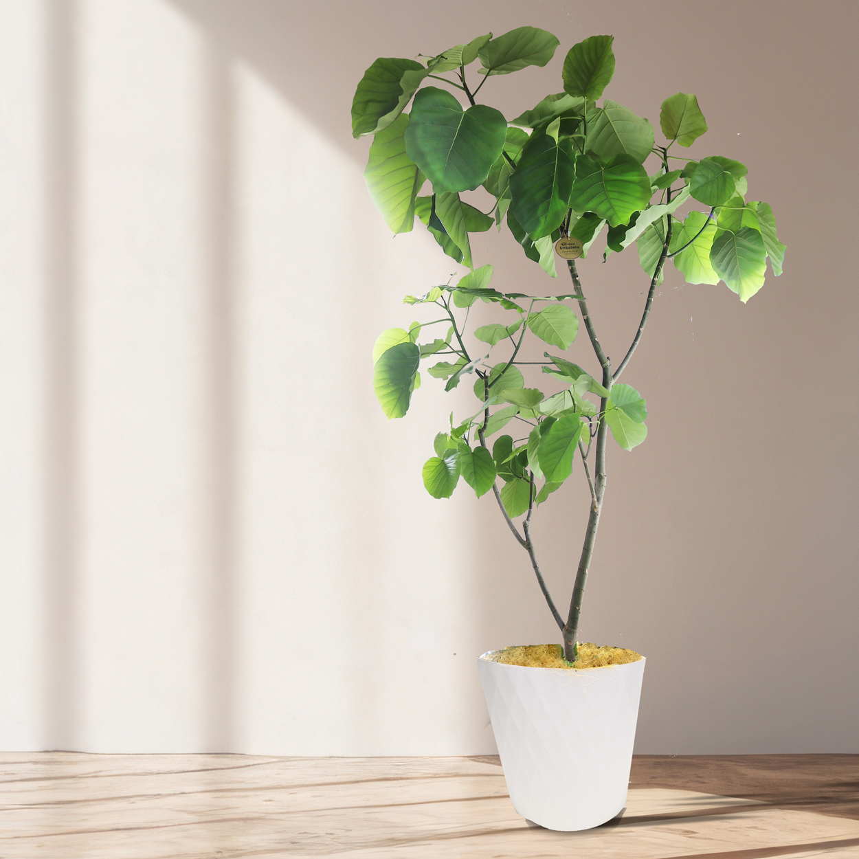 観葉植物「フィカス・ウンベラータ」 お祝い 開業祝い 開店祝い 移転祝い 引越祝い 10号 尺鉢 大きいサイズ LLサイズ