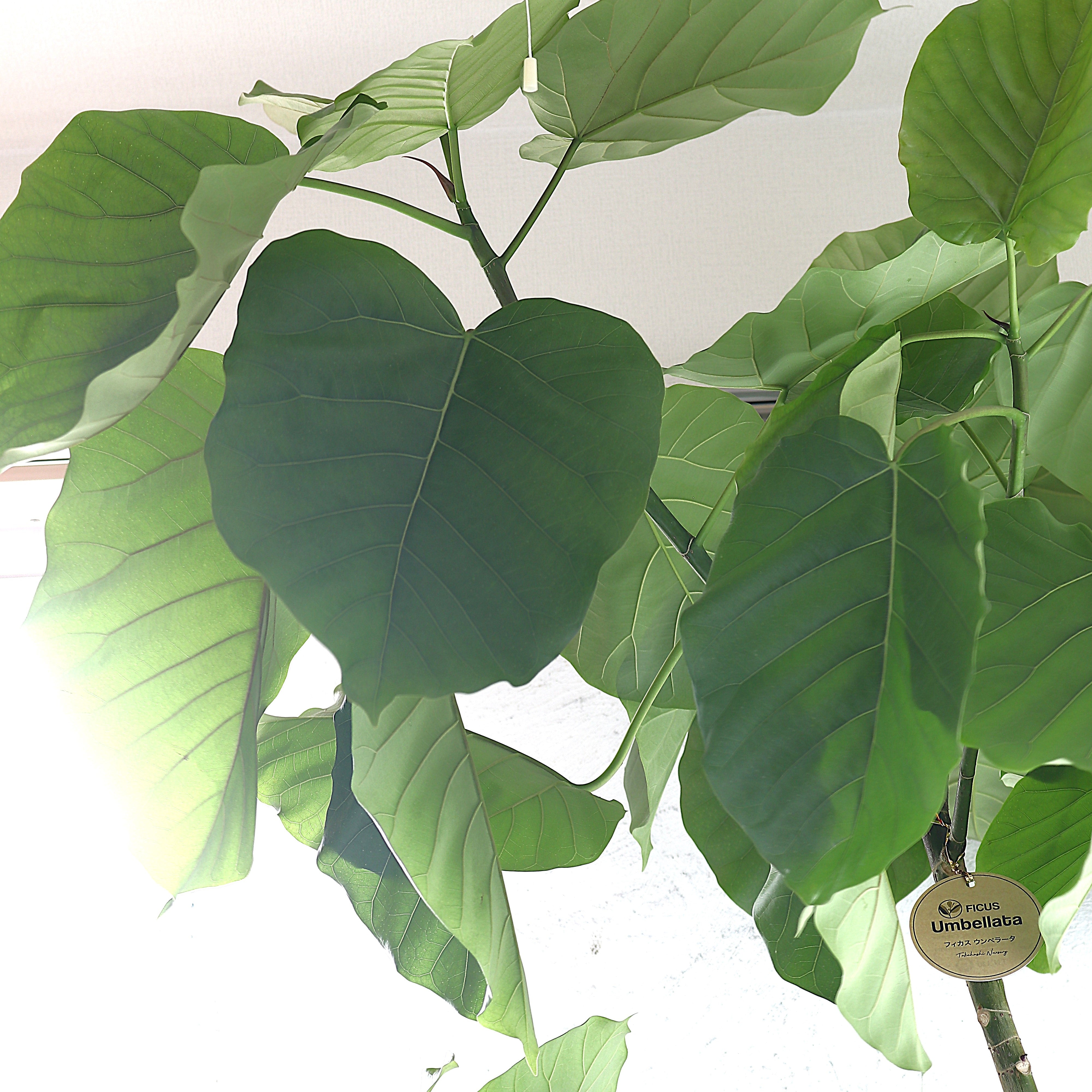 観葉植物「フィカス・ウンベラータ」 お祝い 開業祝い 開店祝い 移転祝い 引越祝い 10号 尺鉢 大きいサイズ LLサイズ