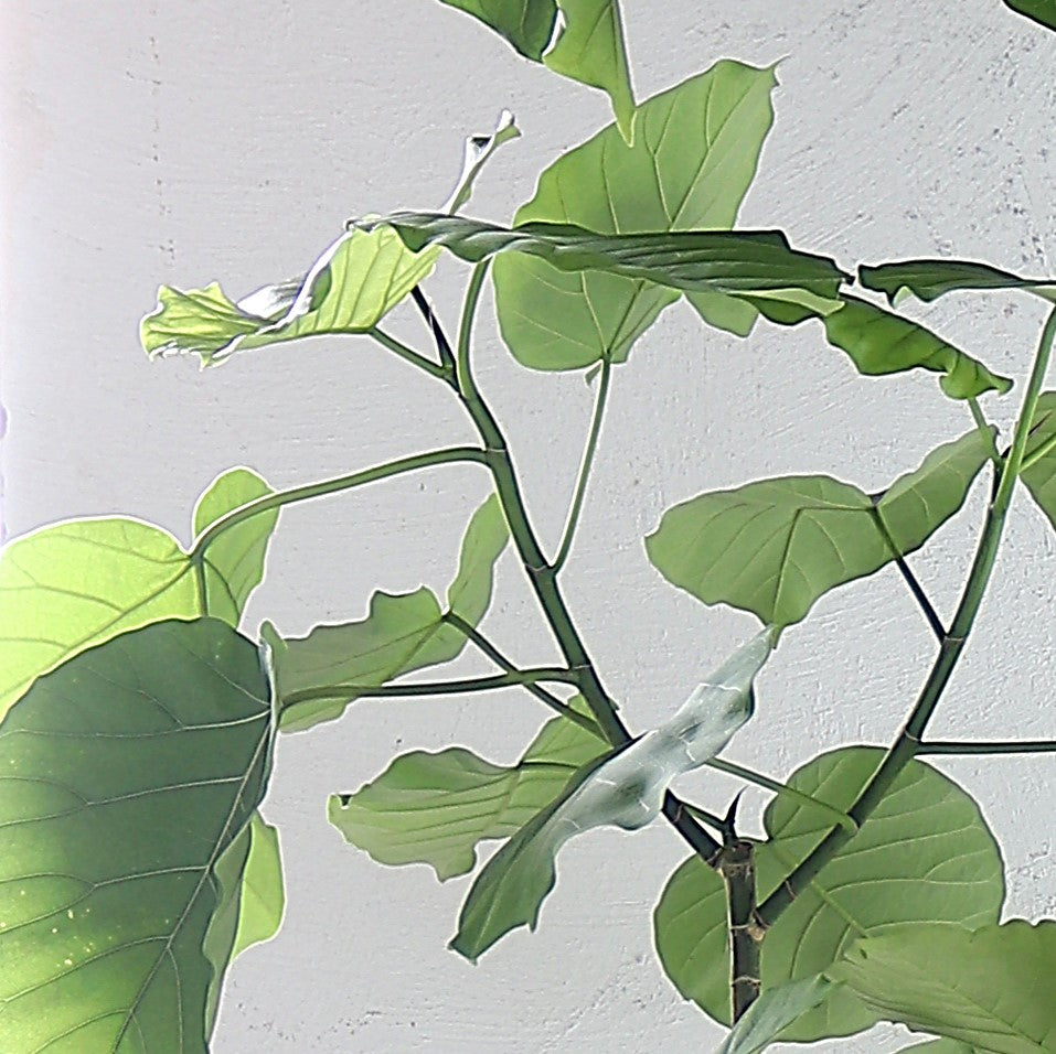 観葉植物「フィカス・ウンベラータ」 お祝い 開業祝い 開店祝い 移転祝い 引越祝い 10号 尺鉢 大きいサイズ LLサイズ