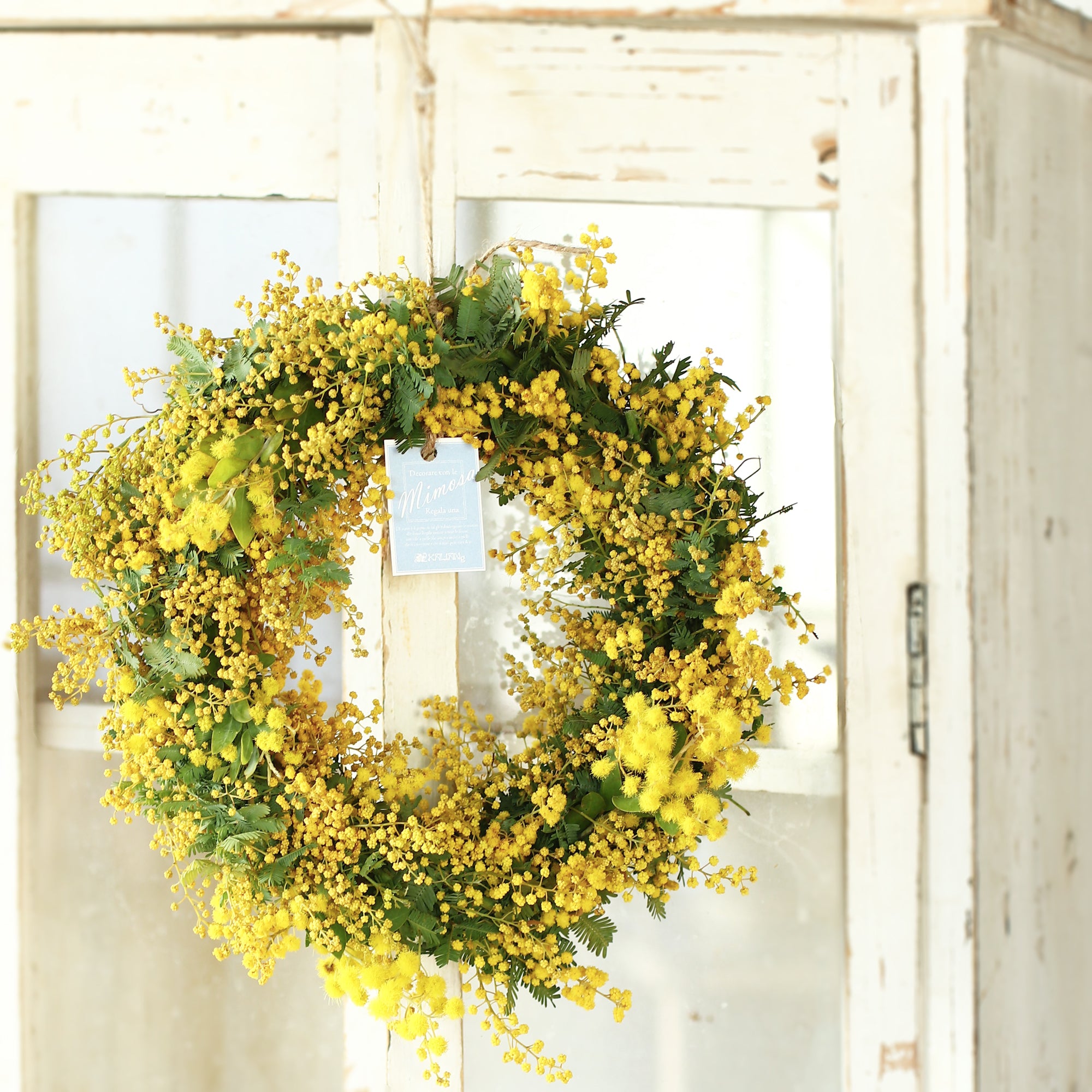 ミモザ リース「ミモザのドライフラワーになるフレッシュリース」Mサイズ 25cm ミモザ フレッシュ ミモザアカシア