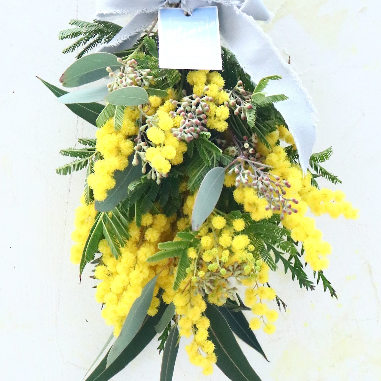 ミモザ「『花言葉は感謝』フランスミモザ・ミランドールのスワッグ S」ミモザの日 ミランドール 女性に贈る 国際女性デー 身近な女性に感謝をする日 ミモザの日を過ぎてもOK