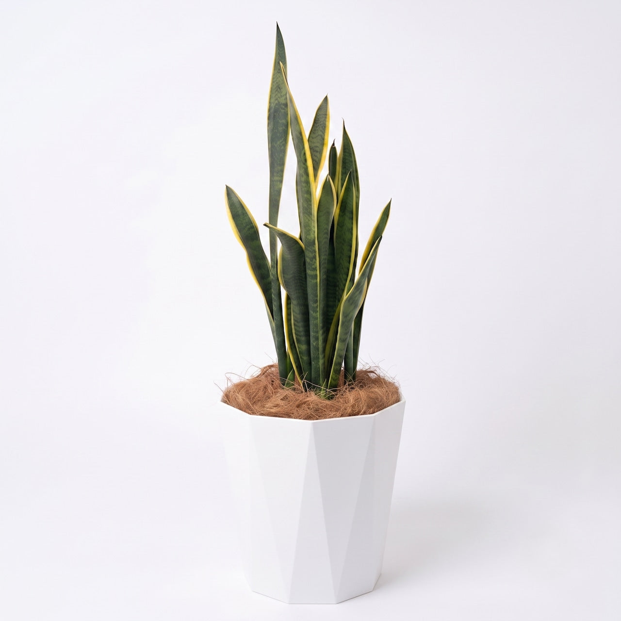 観葉植物 「サンスベリア ローレンティ」 樹脂鉢カバー 8号 15,000円(税別)お祝い 開業祝い 開店祝い 移転祝い 引越祝い 大きいサイズ LLサイズ観葉植物 「サンスベリア ローレンティ」 樹脂鉢カバー 8号 15,000円(税別)お祝い 開業祝い 開店祝い 移転祝い 引越祝い 大きいサイズ LLサイズ