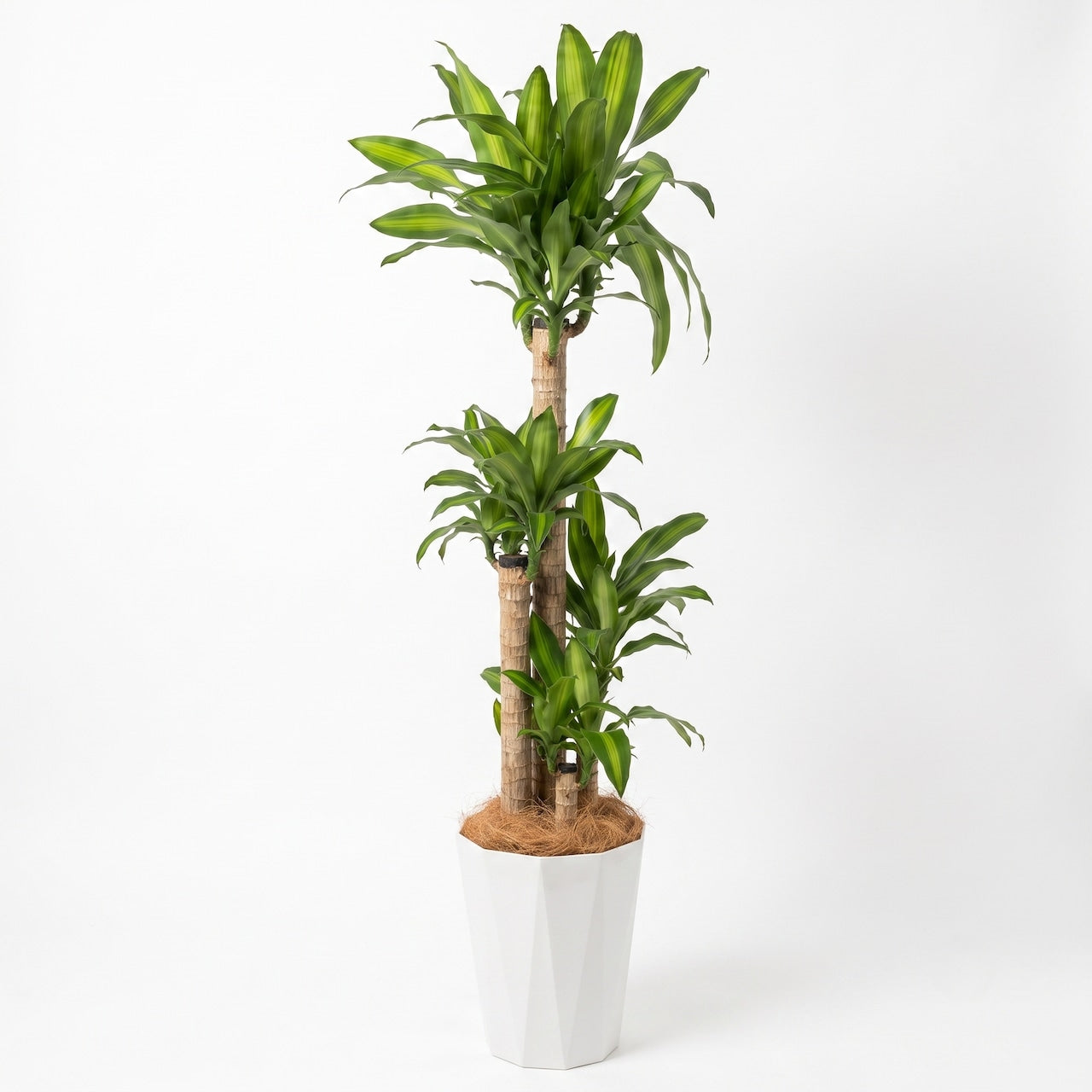 観葉植物「ドラセナ・マッサンゲアナ(幸福の木)」白樹脂鉢カバー10号 27,500円(税込) 大型 開店祝い 開業祝い 移転祝い 新築祝い 六本木配送無料 お祝い 引越祝い LLサイズ