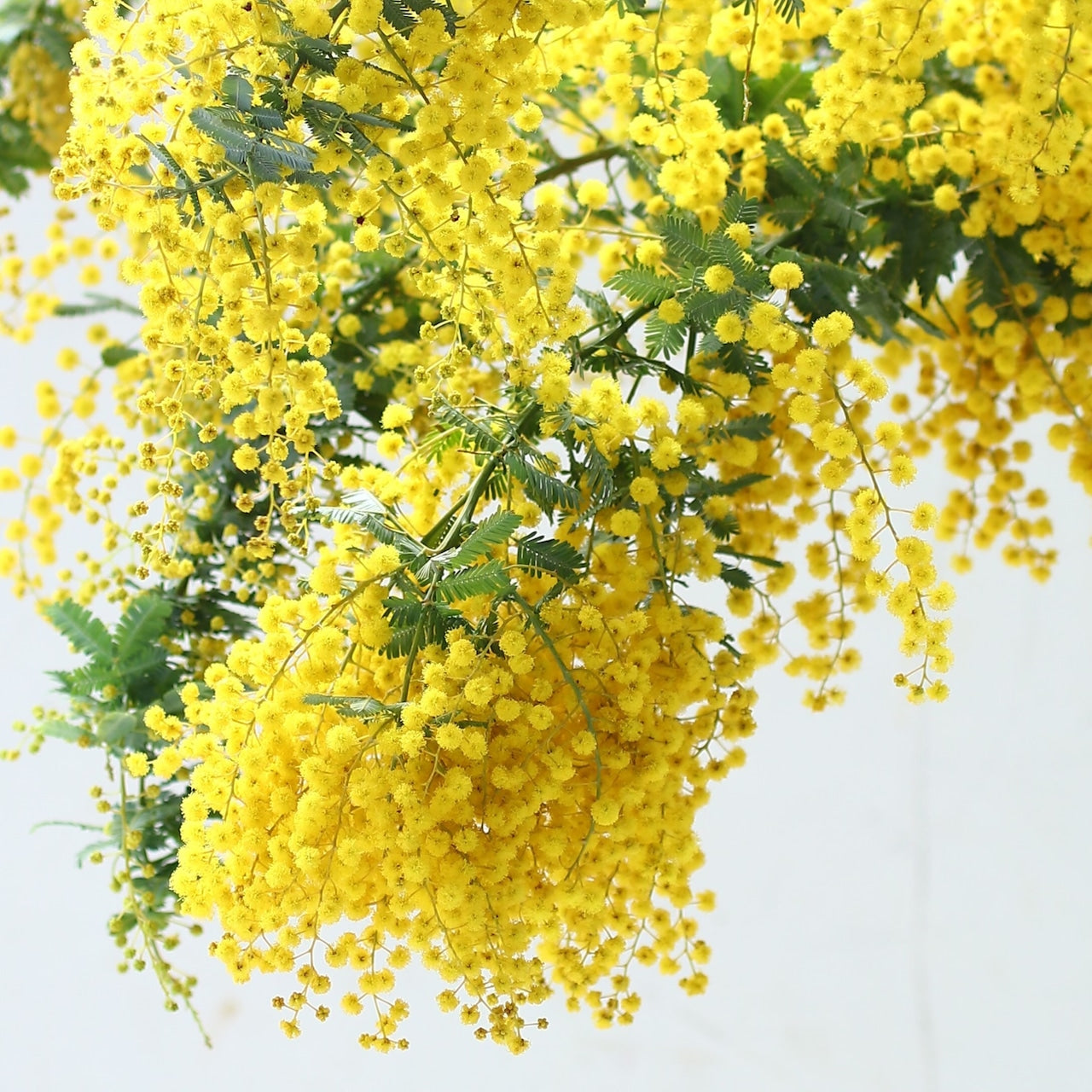 ミモザ 花材のみ「フレッシュミモザ10本セット」Lサイズ 70cm ミモザ フレッシュ ミモザアカシア 花材 ギフト無し