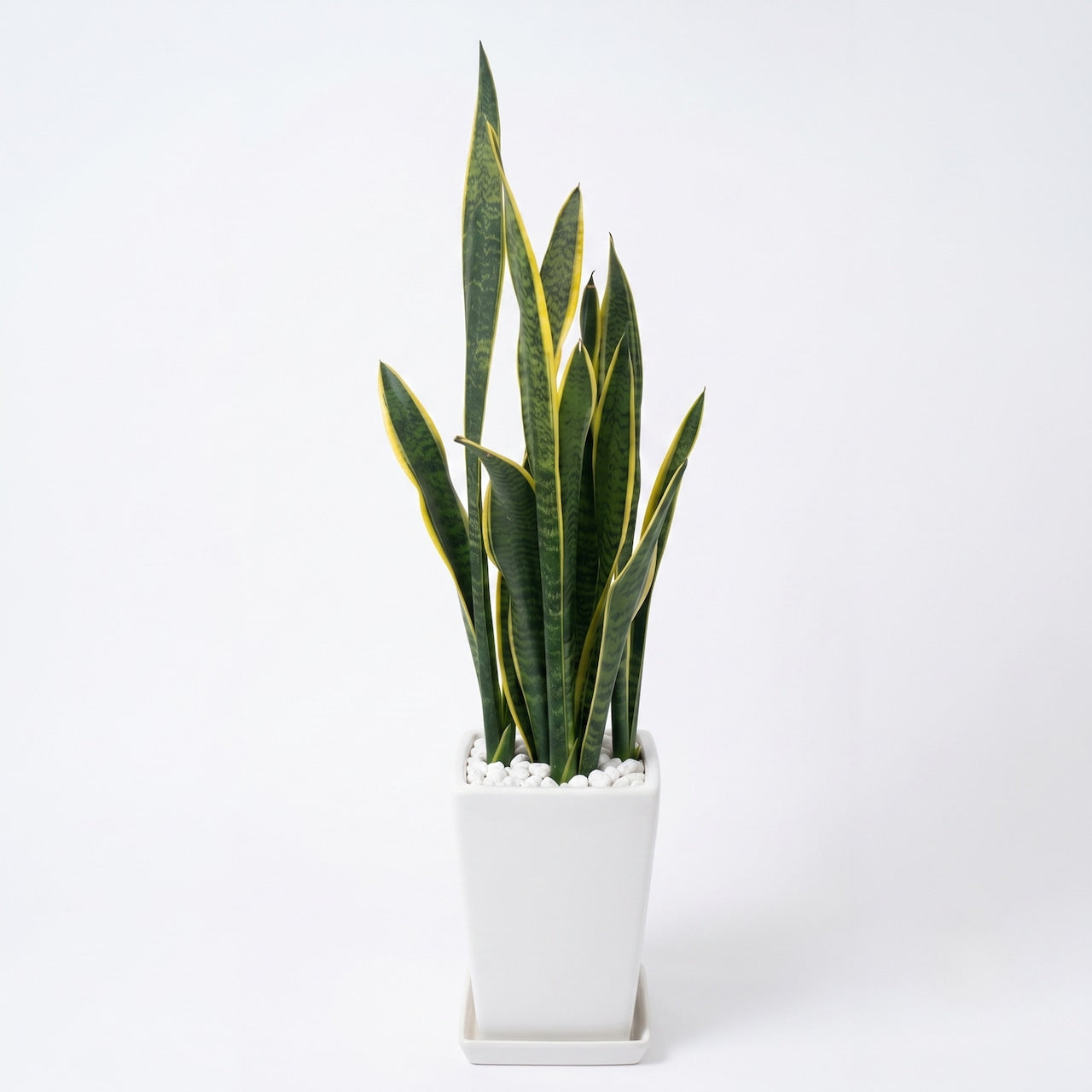 観葉植物 「サンスベリア ローレンティ」 陶器鉢 8号 20,000円(税別)お祝い 開業祝い 開店祝い 移転祝い 引越祝い 大きいサイズ LLサイズ