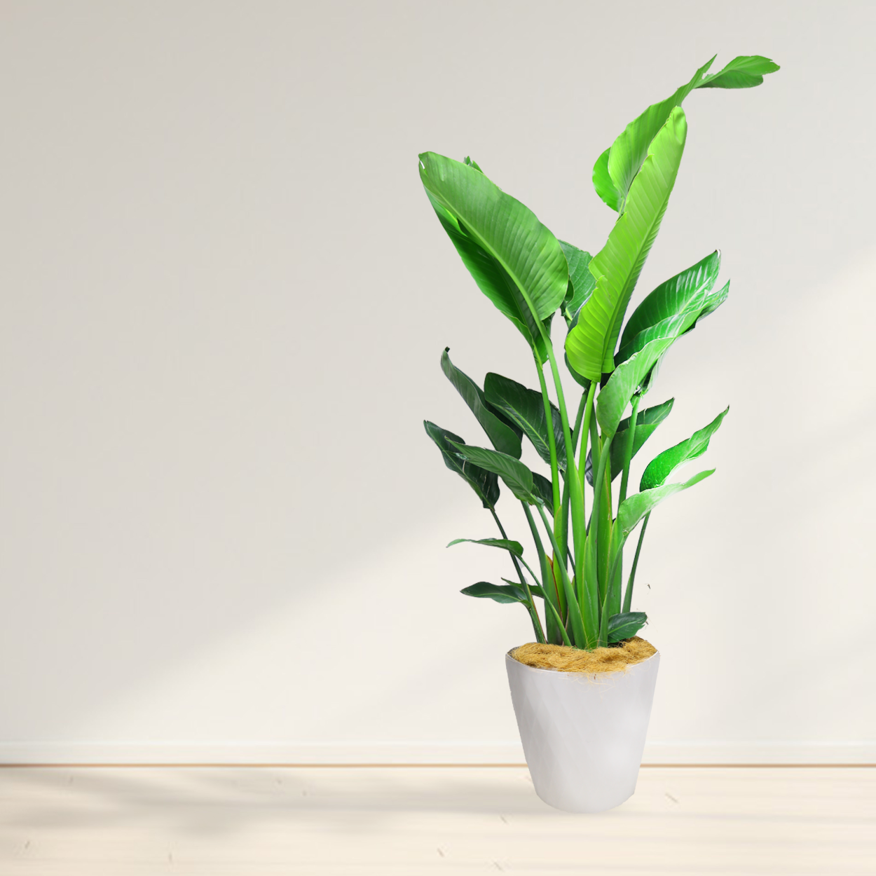 観葉植物「ストレリチア・オーガスタ」ニコライ お祝い 開業祝い 開店祝い 移転祝い 引越祝い 10号 尺鉢 大きいサイズ LLサイズ