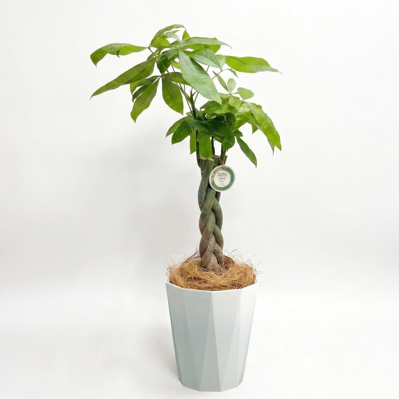 観葉植物 「パキラ」編み込み 樹脂鉢カバー 8号 15,000円(税込) Lサイズ お祝い 開業祝い 開店祝い 移転祝い 引越祝い