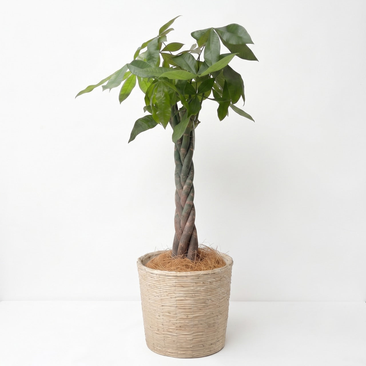 観葉植物 「パキラ」編み込み バスケット鉢カバー 8号 18,000円(税込) Lサイズ お祝い 開業祝い 開店祝い 移転祝い 引越祝い