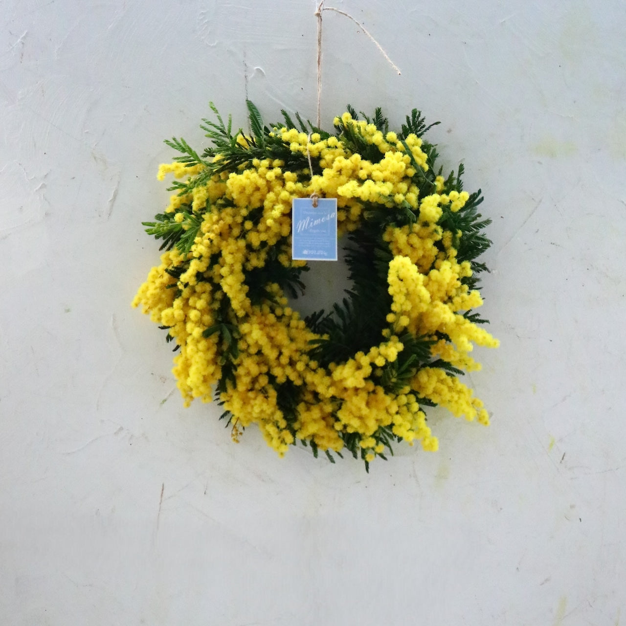 ミモザ「『花言葉は感謝』フランスミモザ・ミランドールの春を呼ぶ〜ドライになるまで楽しむ〜フレッシュリースS」ミモザの日 ミランドール 女性に贈る 国際女性デー 身近な女性に感謝をする日 ミモザの日を過ぎてもOK