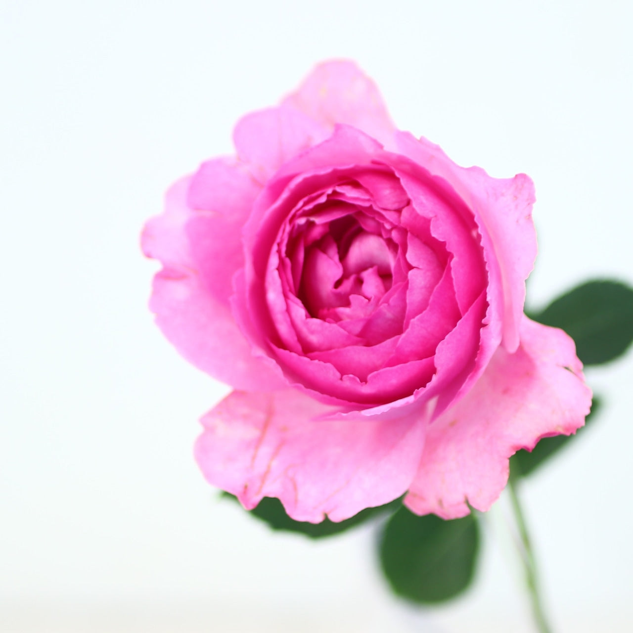 バラの花束「ダズンローズ 香りのよいバラ・イヴピアッチェ12本」Mサイズ お祝い プロポーズ お誕生日 結婚お祝い 送別 退職祝い