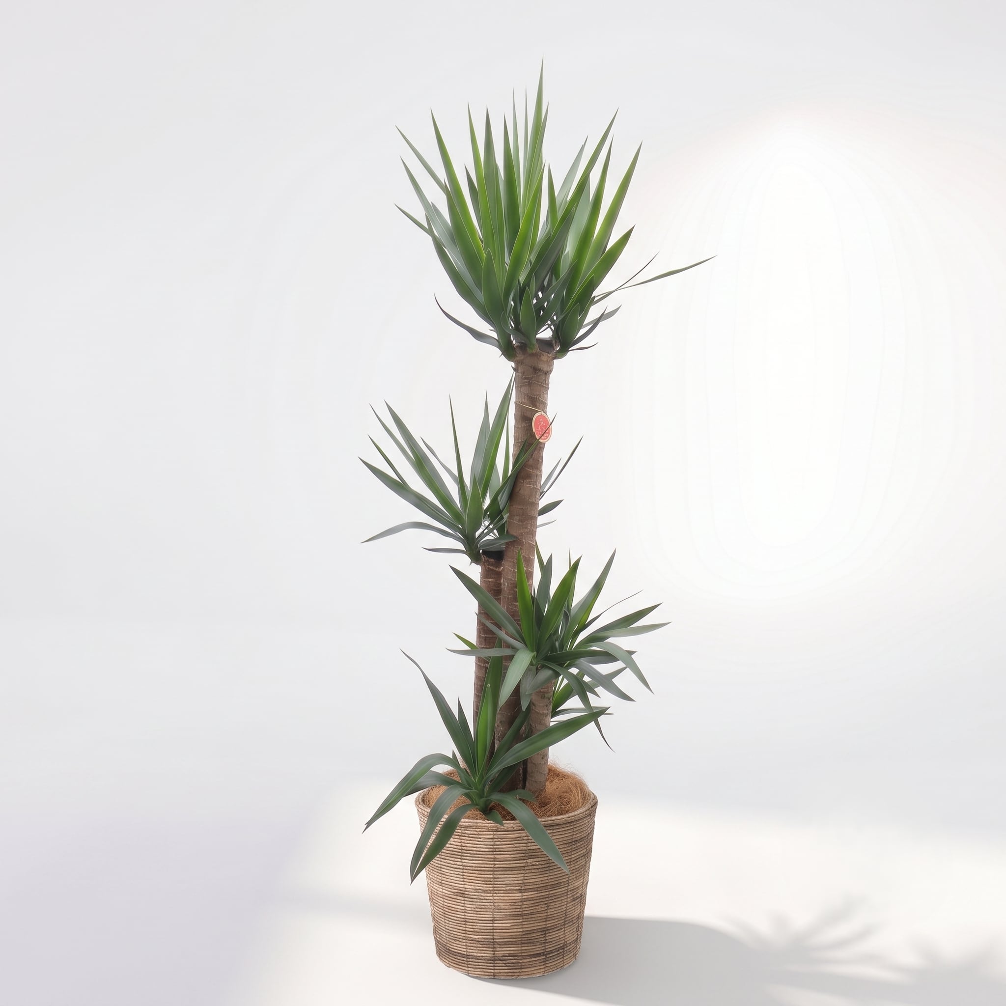 観葉植物「ユッカ(青年の木)」バスケット鉢カバー8号 22000円(税別)大型 開店祝い 開業祝い 移転祝い 新築祝い 六本木配送無料 お祝い 開業祝い 開店祝い 移転祝い 引越祝い 大きいサイズ LLサイズ観葉植物「ユッカ(青年の木)」バスケット鉢カバー8号 22000円(税別)大型 開店祝い 開業祝い 移転祝い 新築祝い 六本木配送無料 お祝い 開業祝い 開店祝い 移転祝い 引越祝い 大きいサイズ LLサイズ