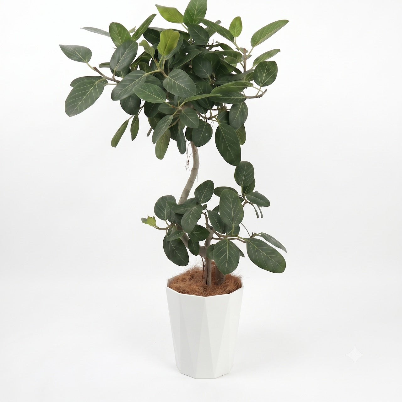 観葉植物 「フィカス・ベンガレンシス曲がり」樹脂バスケット鉢カバー 10号 27,000円(税別)ベンガル菩提樹 お祝い 開業祝い 開店祝い 移転祝い 引越祝い Lサイズ