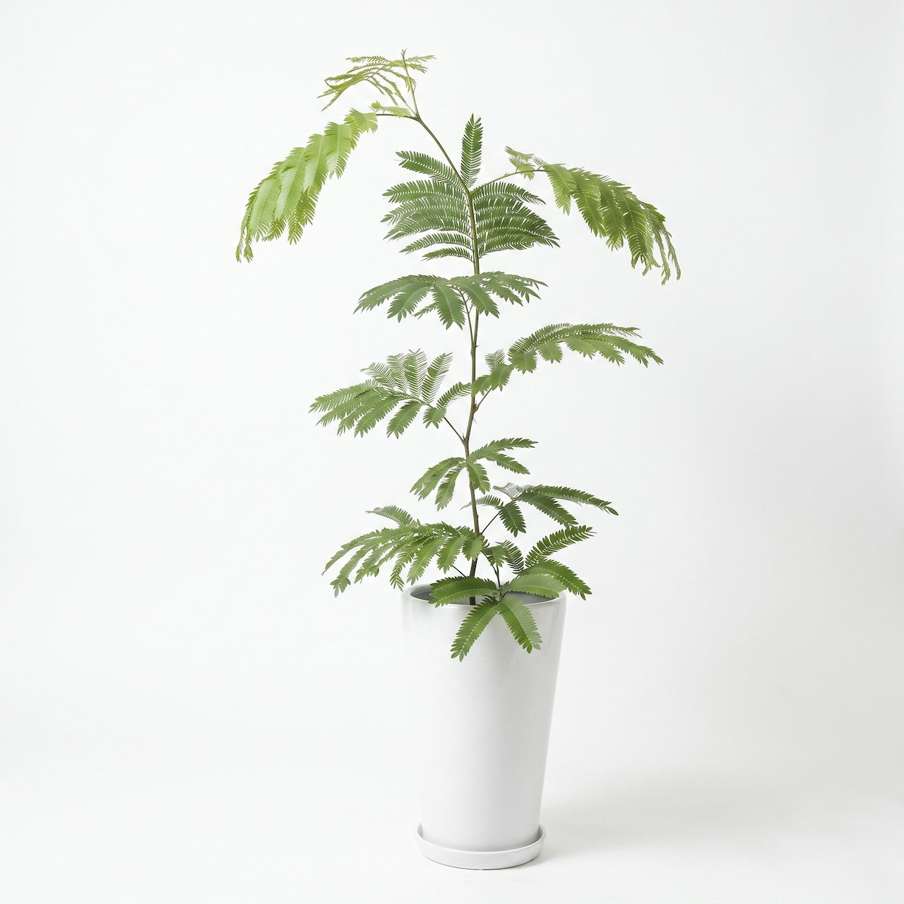 観葉植物「エバーフレッシュ」白鉢7号 18000円(税込) 中型 開店祝い 開業祝い 移転祝い 新築祝い 六本木配送無料 お祝い 引越祝い Mサイズ