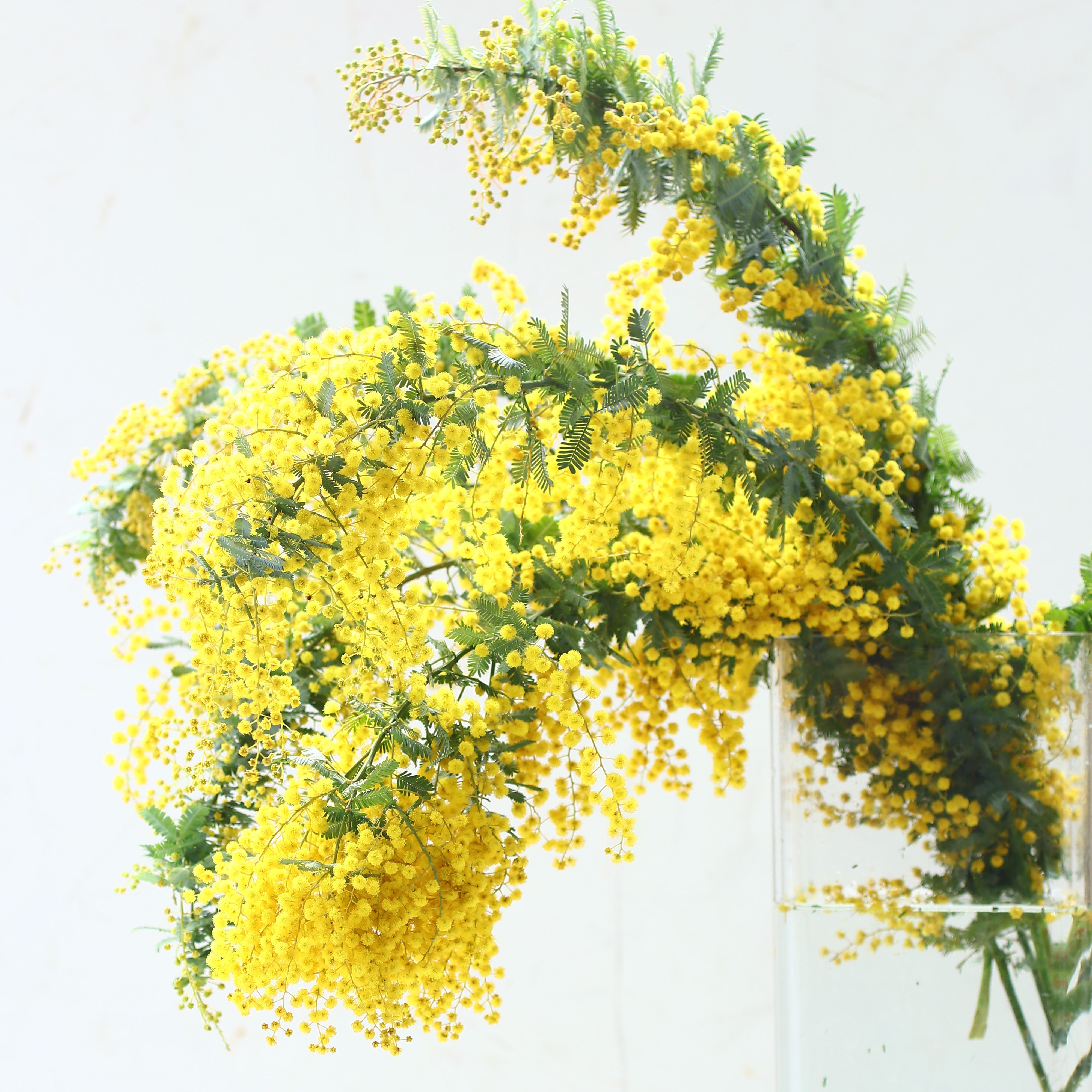 ミモザ 花材のみ「フレッシュミモザ5本セット」Lサイズ 70cm ミモザ フレッシュ ミモザアカシア 花材 ギフト無し