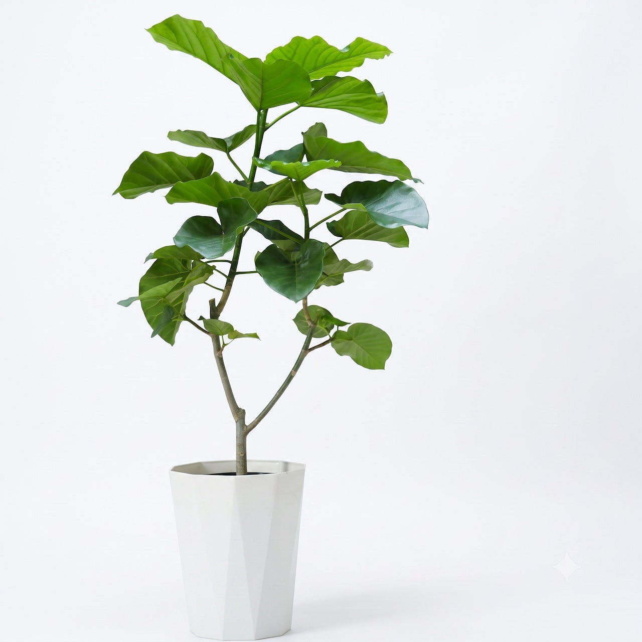 観葉植物「フィカス・ウンベラータ」 樹脂カバー8号 20,000円(税別)お祝い 開業祝い 開店祝い 移転祝い 引越祝い Lサイズ
