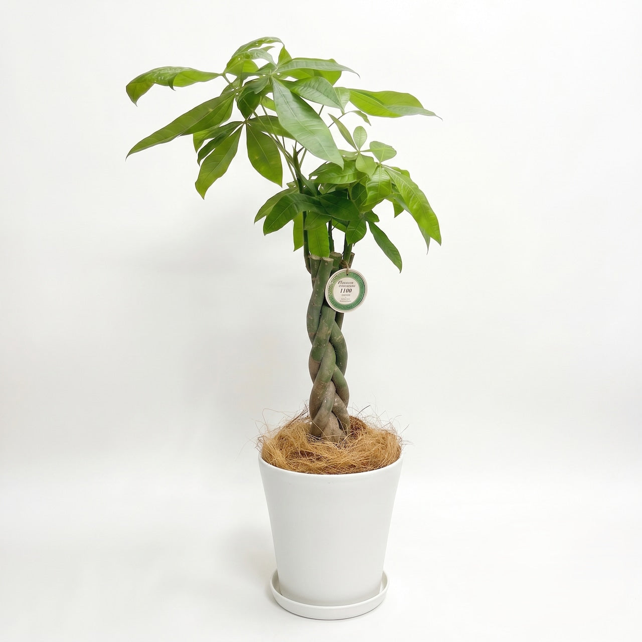 観葉植物 「パキラ」編み込み 陶器鉢 8号 20,000円(税込) Lサイズ お祝い 開業祝い 開店祝い 移転祝い 引越祝い