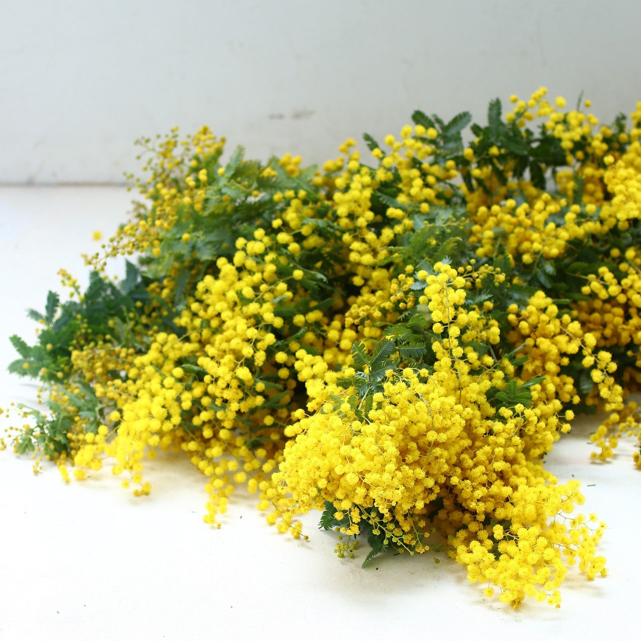 ミモザ 花材のみ「フレッシュミモザ10本セット」Lサイズ 70cm ミモザ フレッシュ ミモザアカシア 花材 ギフト無し