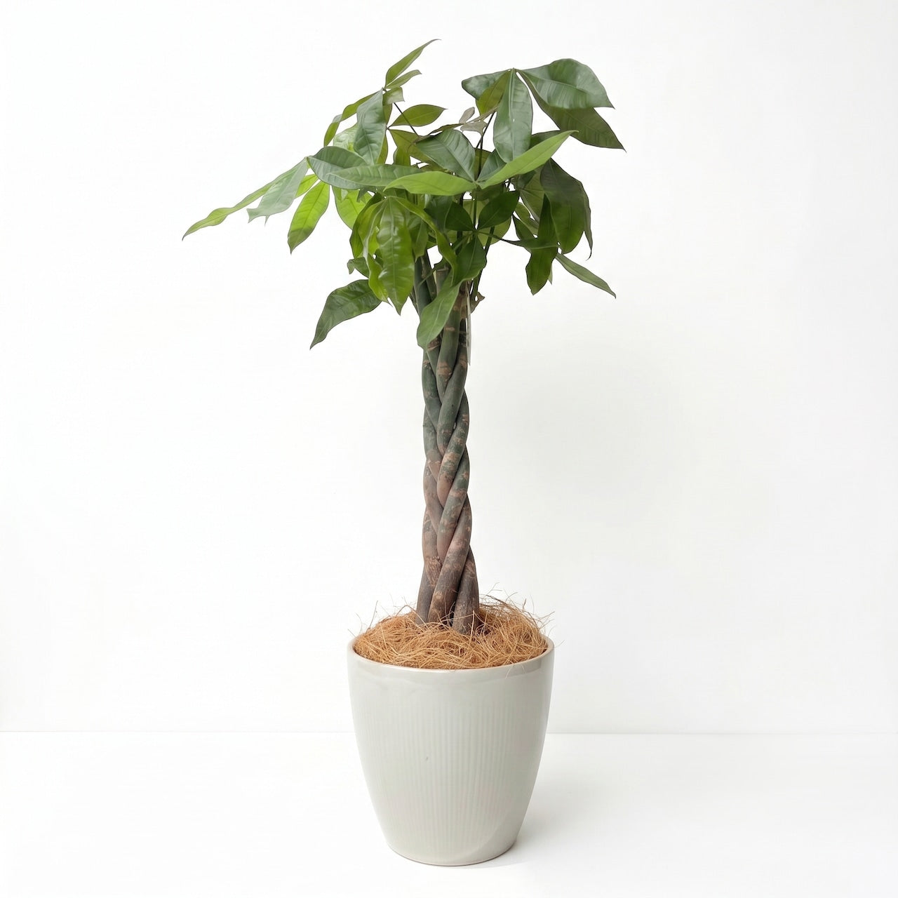 観葉植物 「パキラ」編み込み 樹脂鉢カバー 8号 15,000円(税込) Lサイズ お祝い 開業祝い 開店祝い 移転祝い 引越祝い