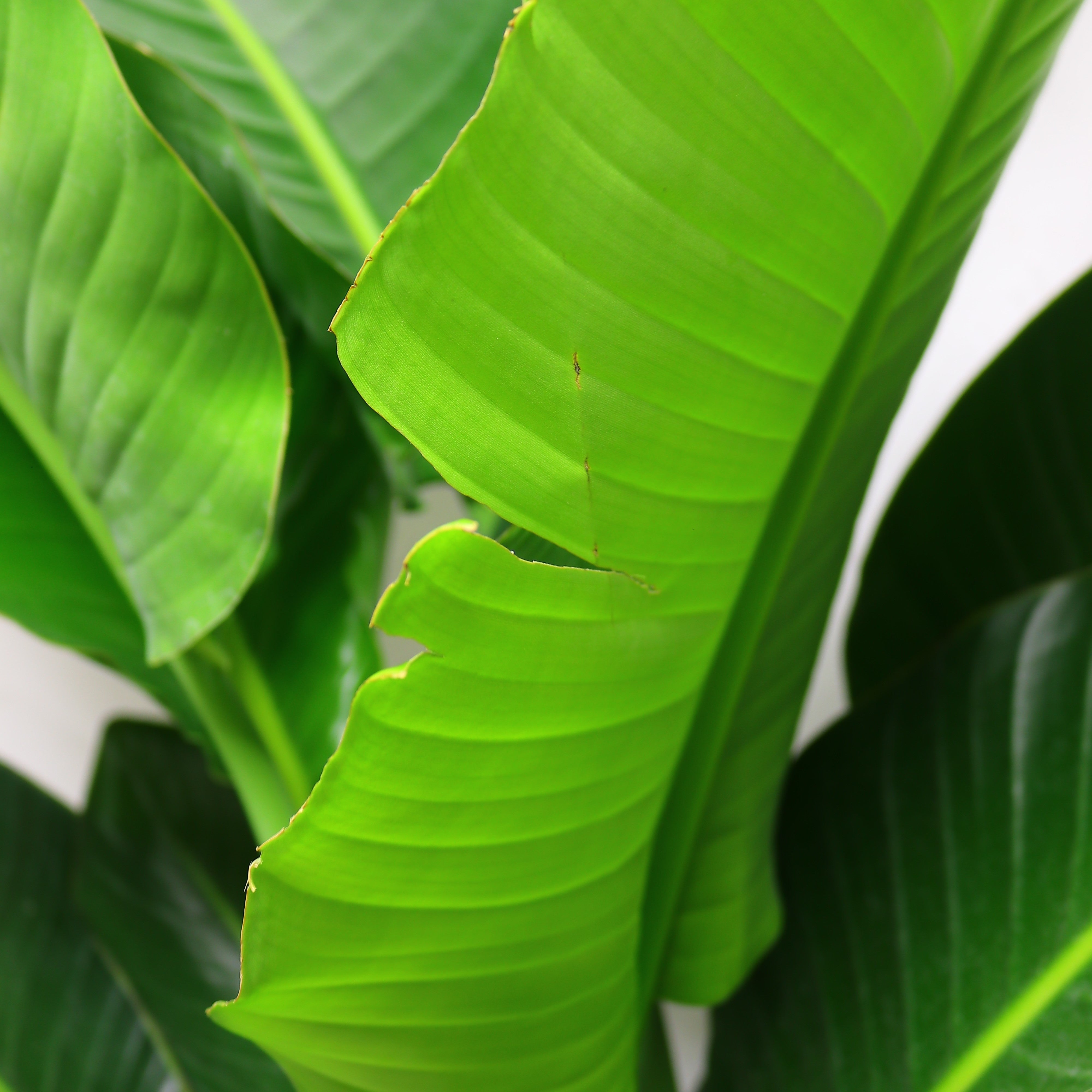 観葉植物「ストレリチア・オーガスタ」ニコライ お祝い 開業祝い 開店祝い 移転祝い 引越祝い 10号 尺鉢 大きいサイズ LLサイズ