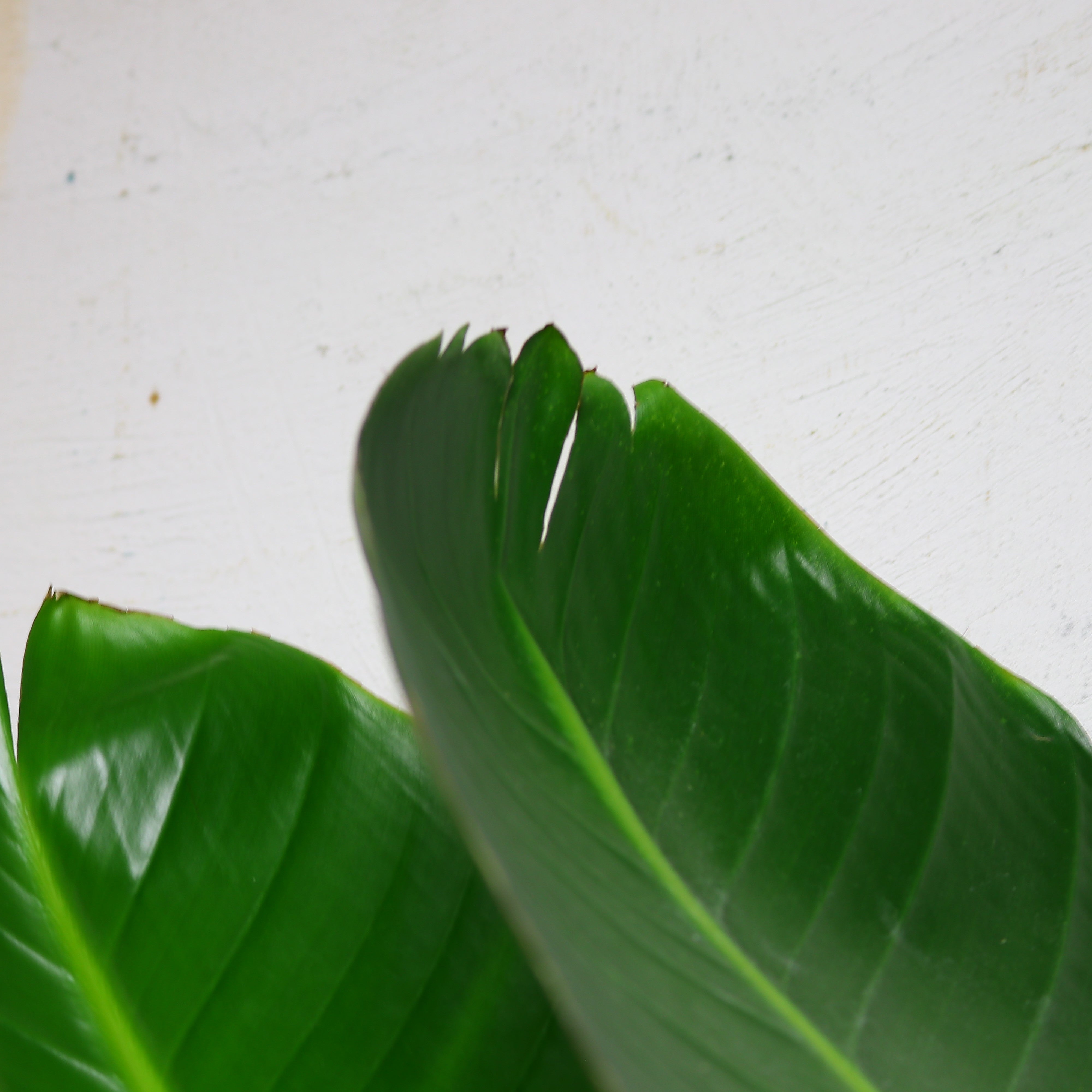 観葉植物「ストレリチア・オーガスタ」ニコライ お祝い 開業祝い 開店祝い 移転祝い 引越祝い 10号 尺鉢 大きいサイズ LLサイズ