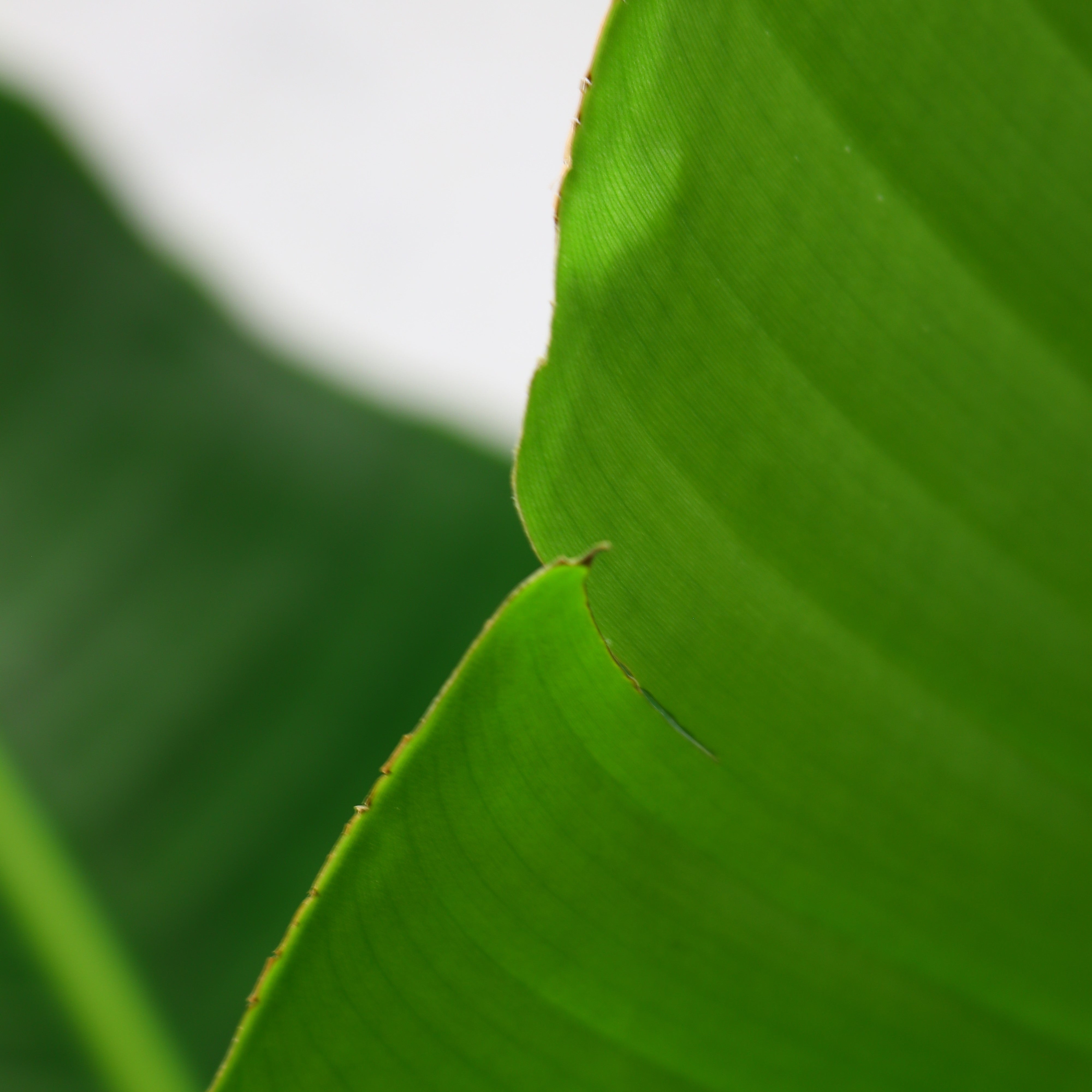 観葉植物「ストレリチア・オーガスタ」ニコライ お祝い 開業祝い 開店祝い 移転祝い 引越祝い 10号 尺鉢 大きいサイズ LLサイズ