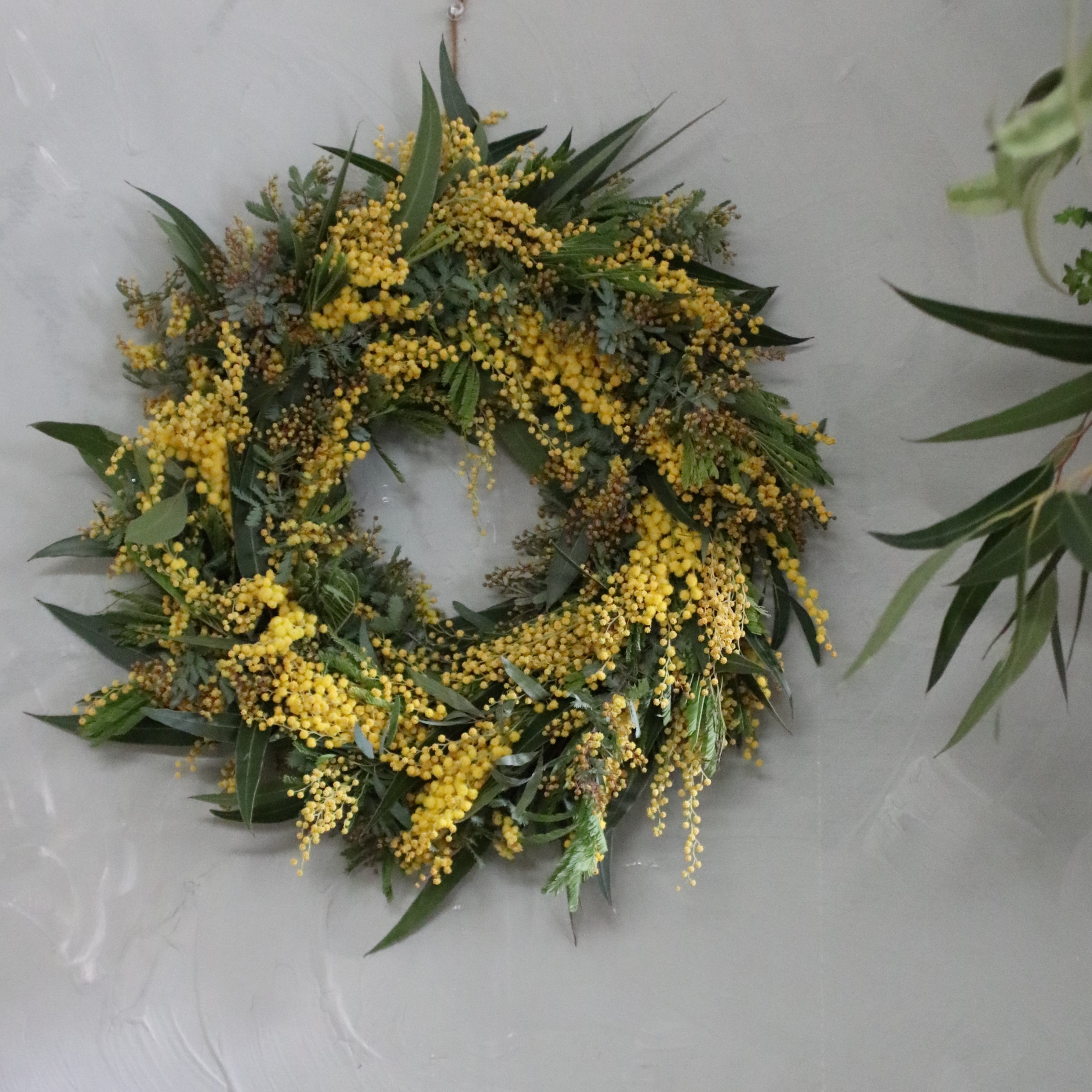 ミモザ 「ミモザとユーカリのフレッシュリース」Lサイズ 30cm リングベース ミモザ フレッシュ ミモザアカシア
