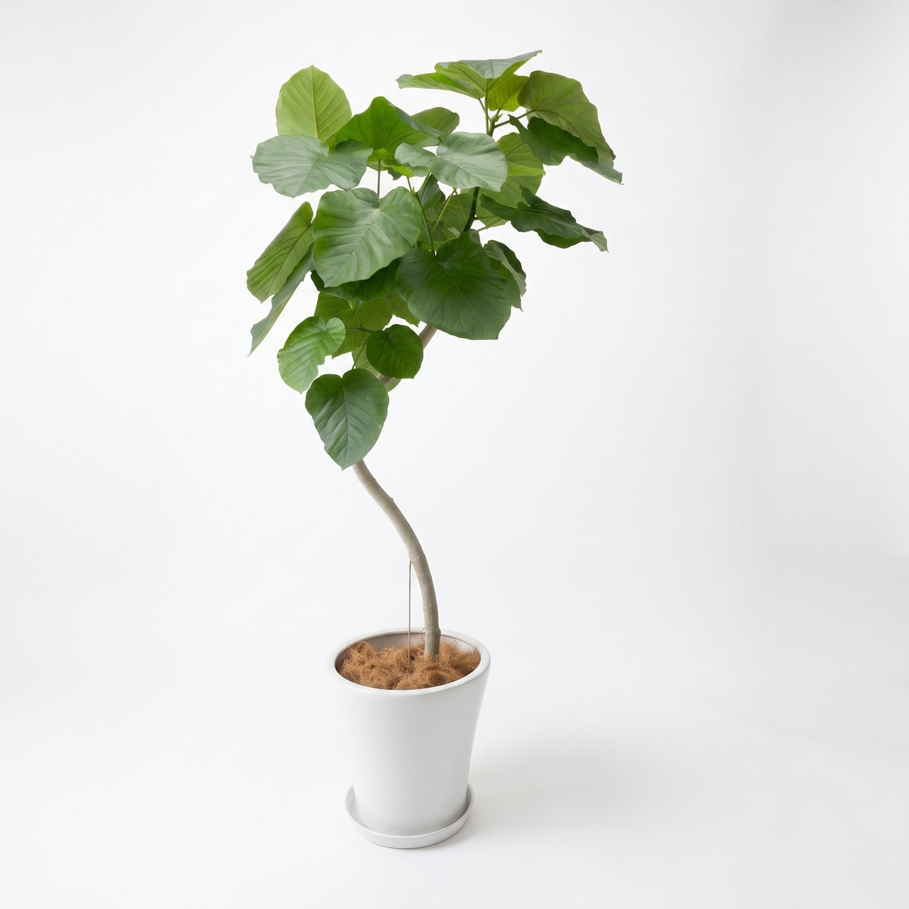観葉植物「フィカス・ウンベラータ」 陶器鉢10号 曲がり 33,000円(税別 )お祝い 開業祝い 開店祝い 移転祝い 引越祝い 大きいサイズ LLサイズ