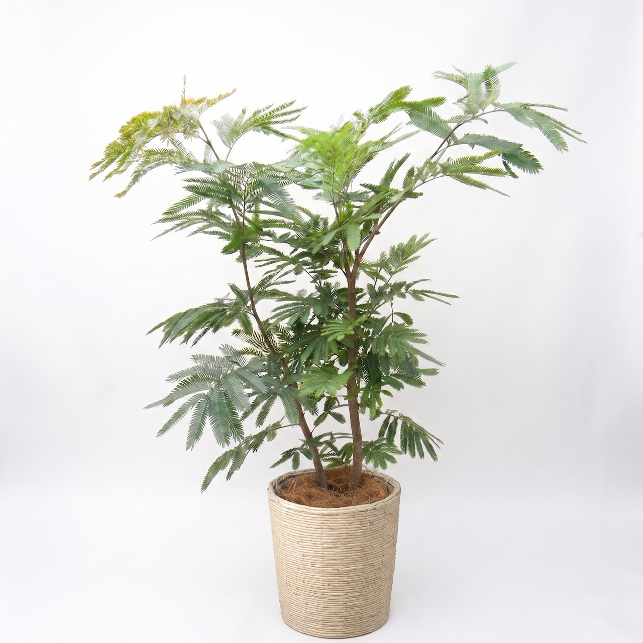 観葉植物「エバーフレッシュ」8号バスケット 22000円(税別)大型 開店祝い 開業祝い 移転祝い 新築祝い 六本木配送無料 お祝い 引越祝い Lサイズ
