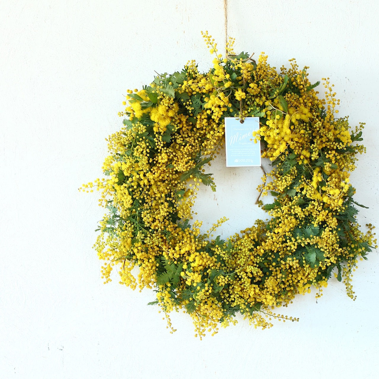 ミモザ 「ミモザのドライフラワーになるフレッシュリース」Lサイズ 35cm ミモザ フレッシュ ミモザアカシア