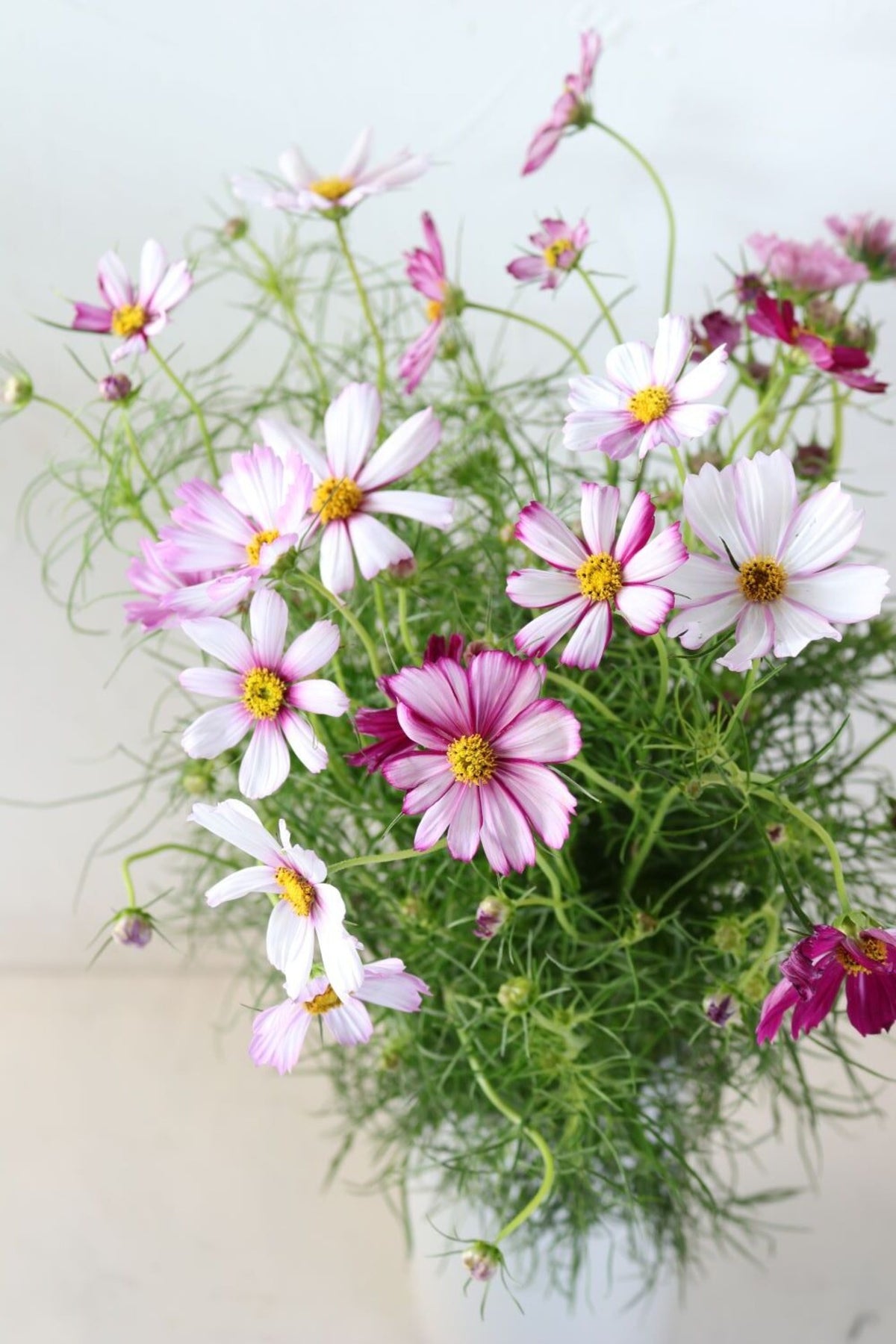 花束「秋風に揺れる可憐な花束 秋桜(コスモス)の花束 10本」 5,500円(税込) 誕生日 記念日 発表会 お祝い 六本木配送無料 ギフト 生花