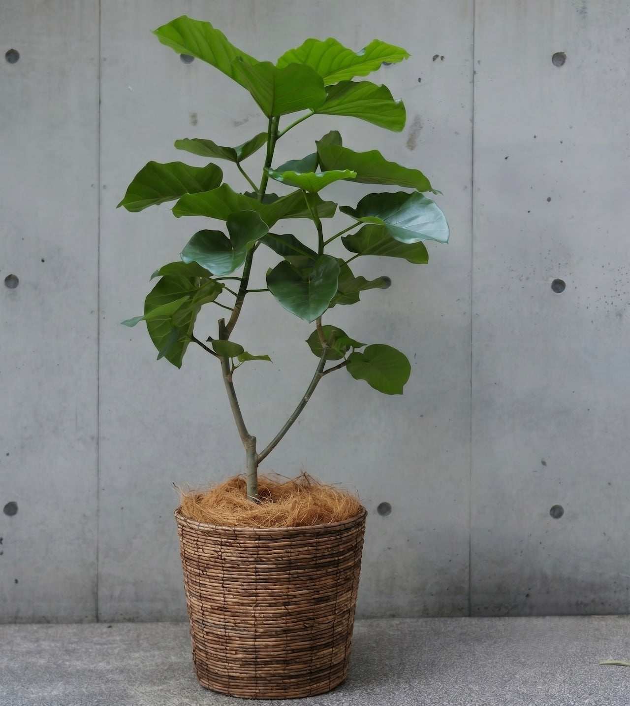 観葉植物「フィカス・ウンベラータ」 茶系バスケット鉢カバー8号 22000円(税別)お祝い 開業祝い 開店祝い 移転祝い 引越祝い Lサイズ