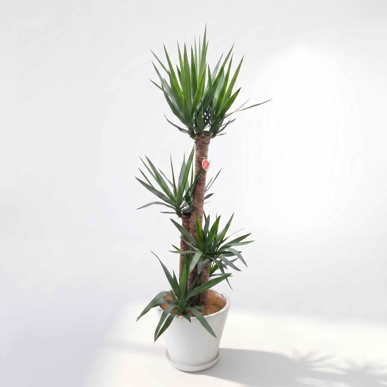 観葉植物「ユッカ(青年の木)」陶器鉢10号 33000円(税別)大型 開店祝い 開業祝い 移転祝い 新築祝い 六本木配送無料 お祝い 開業祝い 開店祝い 移転祝い 引越祝い 大きいサイズ LLサイズ