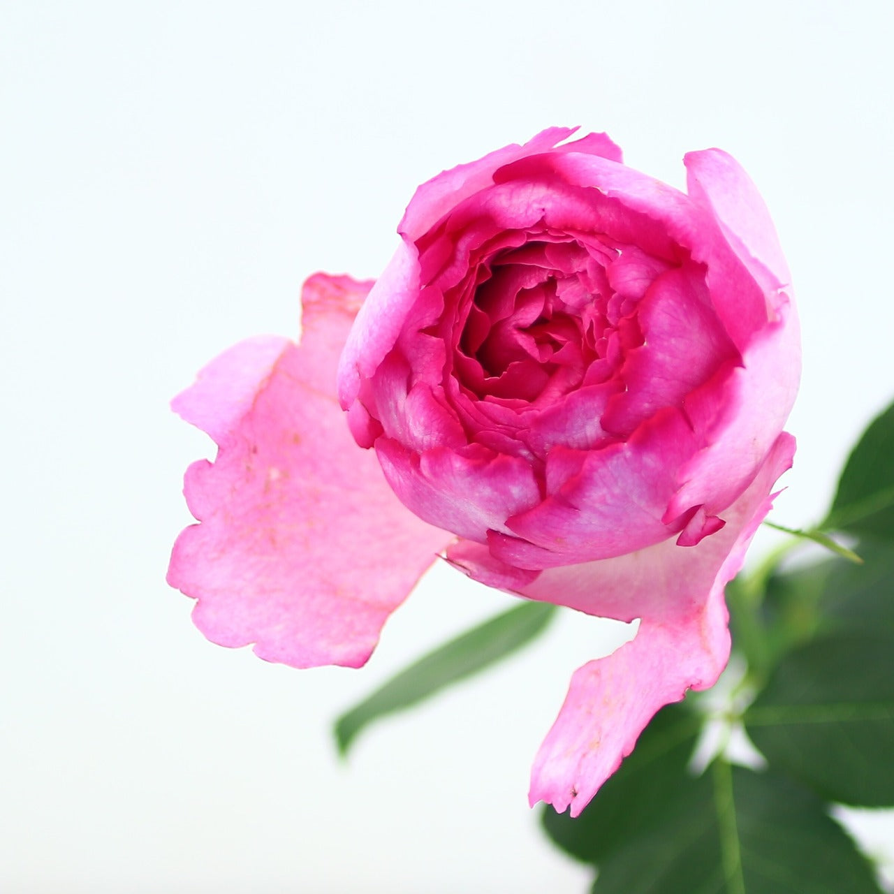 バラの花束「香りのよいバラ・イヴピアッチェ10本」Mサイズ お祝い プロポーズ お誕生日 結婚お祝い 送別 退職祝い