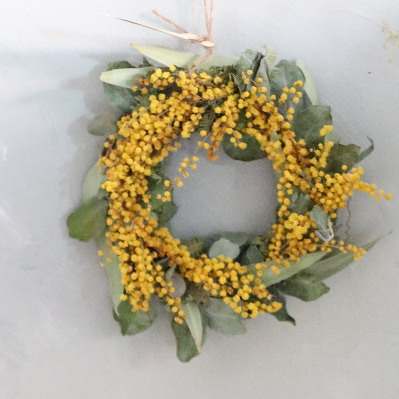ミモザ 「ミモザとユーカリのフレッシュリース」Sサイズ 15cm リングベース ミモザ フレッシュ ミモザアカシア