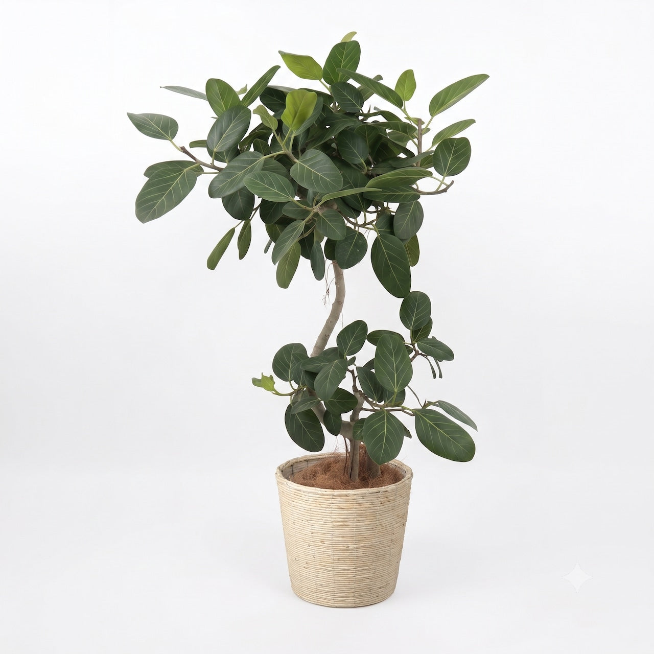 観葉植物 「フィカス・ベンガレンシス曲がり」白系バスケット鉢カバー 10号 30,000円(税別)ベンガル菩提樹 お祝い 開業祝い 開店祝い 移転祝い 引越祝い Lサイズ