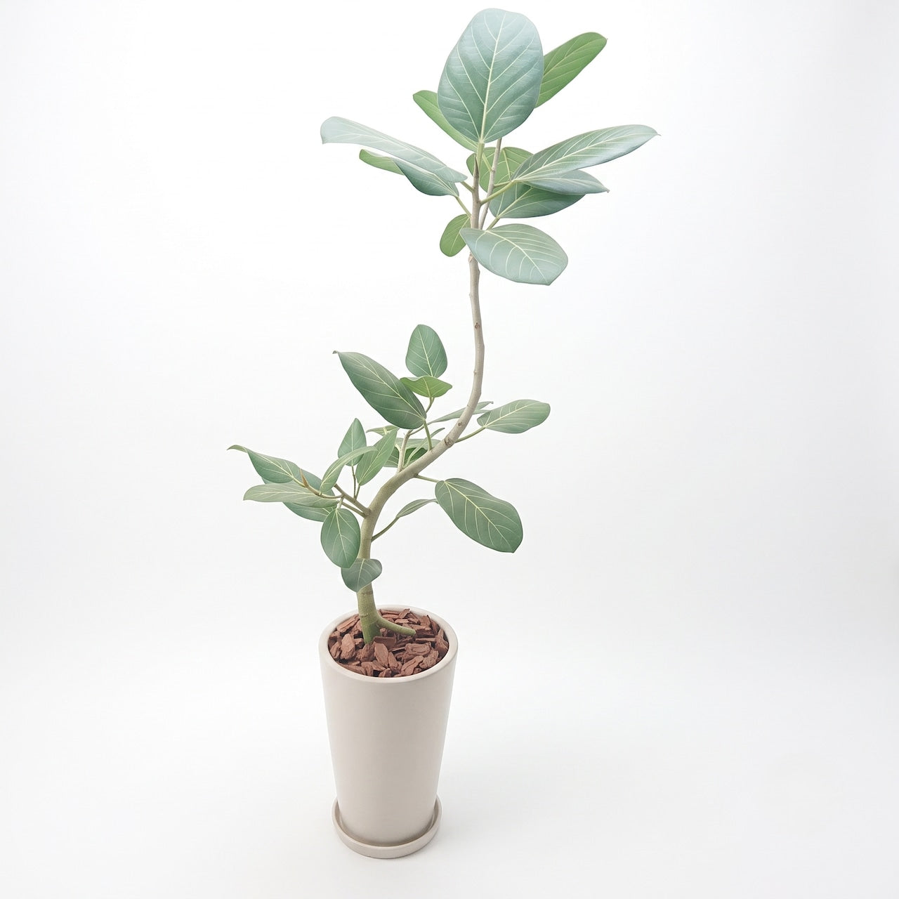 観葉植物 「フィカス・ベンガレンシス」陶器鉢5号 15000円(税別)ベンガル菩提樹 お祝い 開業祝い 開店祝い 移転祝い 引越祝い Lサイズ
