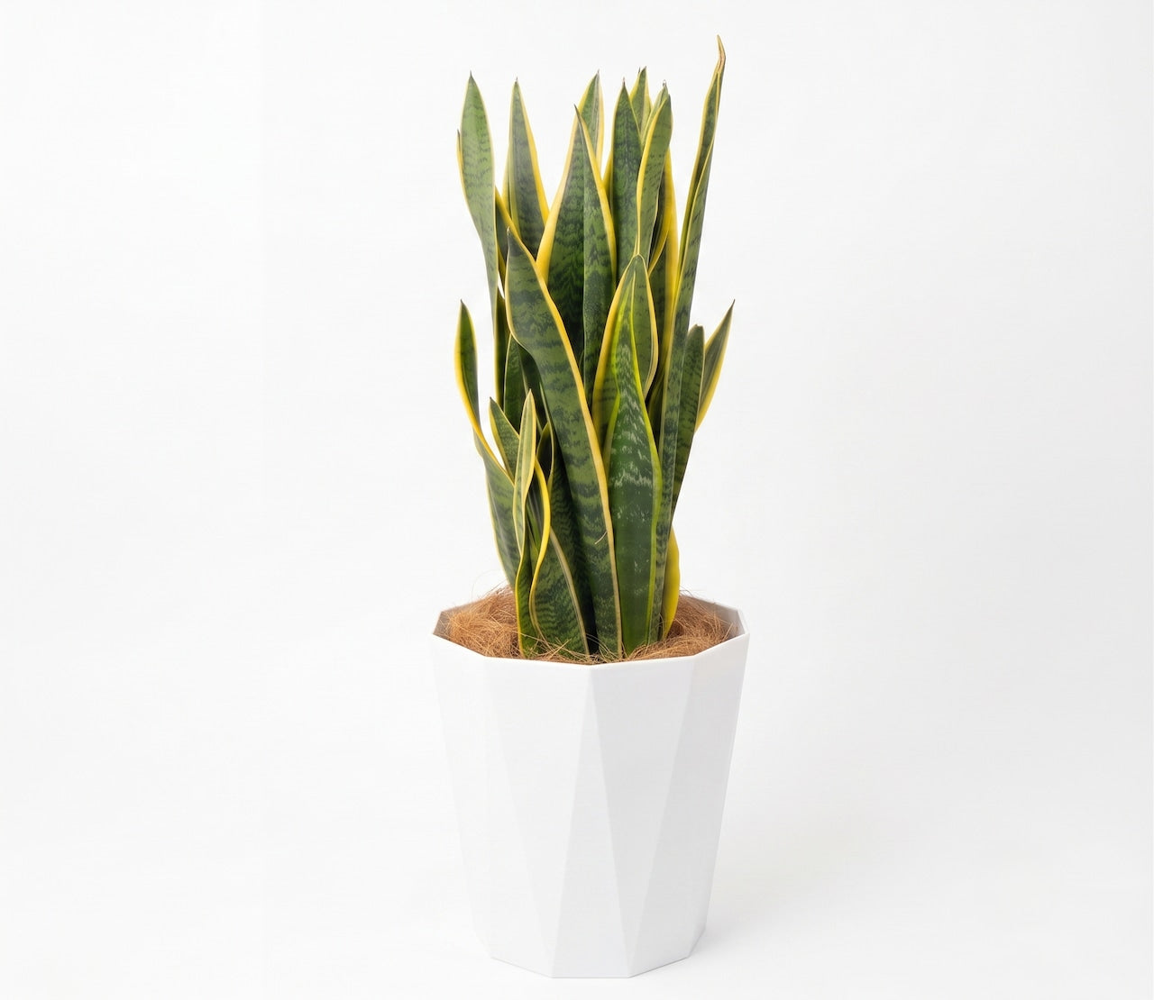 観葉植物「サンスベリア ローレンティ」 10号 樹脂鉢カバー 25,000円(税別)【開店・新築祝いに】法人ギフト・インテリアに最適なインテリアグリーン